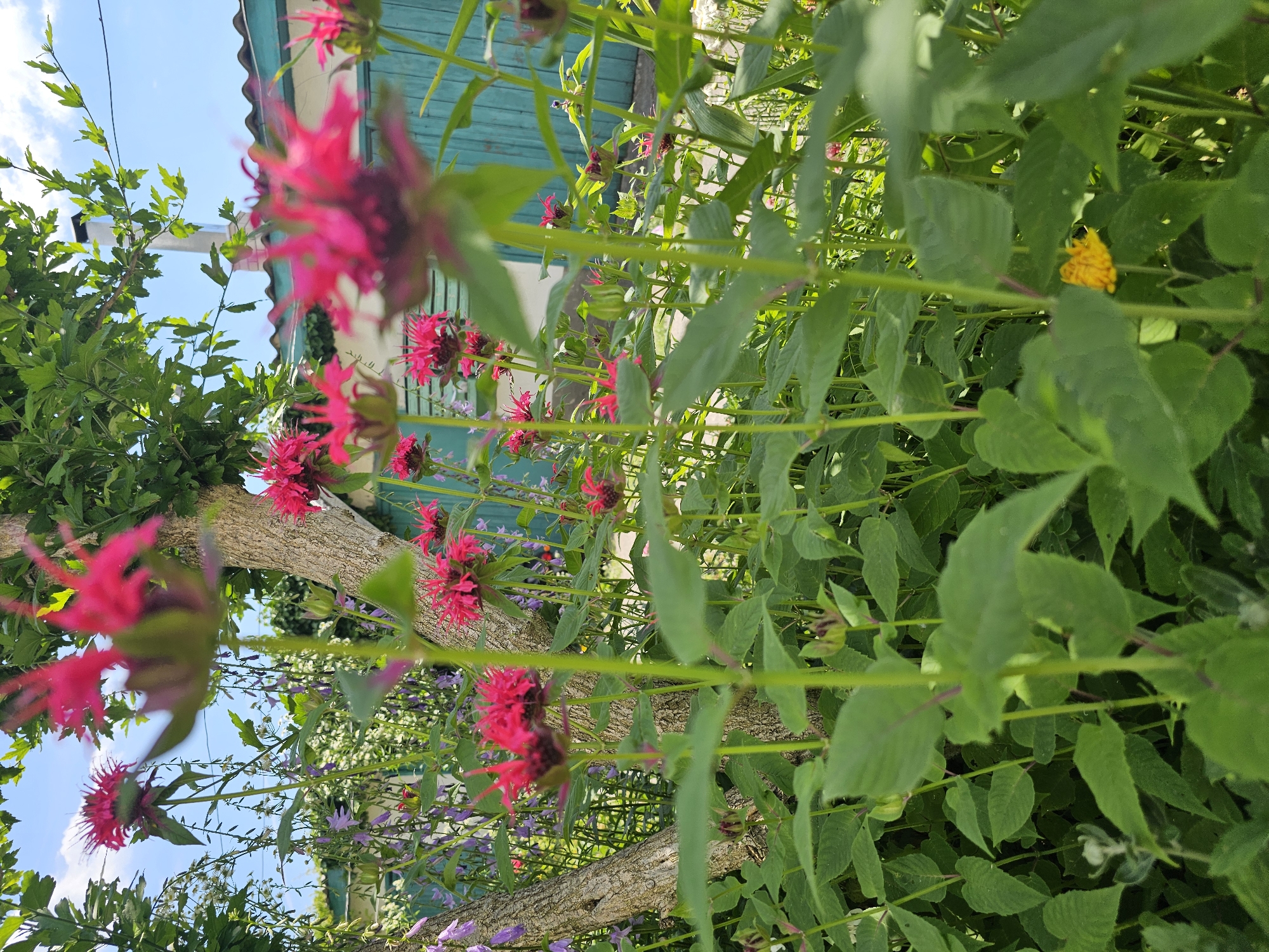 This image captures a vibrant garden scene, likely in Skadovsk, Ukraine, on a bright, sunny day. The primary subjects are a cluster of bright pink bee balm flowers, their spiky petals reaching towards the sky. These are interspersed with various green foliage, creating a lush and full backdrop. A rough-barked tree trunk is visible, adding a natural element to the composition. In the background, a building with teal-colored siding and a white roof can be seen, suggesting a residential setting.
The perspective is from a low angle, looking upwards through the plants, which creates a sense of depth and immersion in the garden. The focus is sharp on the pink flowers and surrounding leaves, while other elements, like the building and distant vegetation, are slightly blurred. A small, bright yellow object, possibly another flower or a piece of debris, is nestled among the green leaves on the right side of the frame. The sky is a clear, bright blue with a few scattered white clouds, indicating fair weather. The overall mood conveyed is one of natural beauty and tranquility, with the vivid colors of the flowers adding a cheerful touch. There is no visible text in the image.