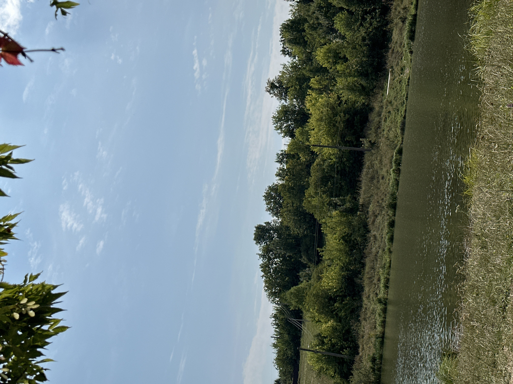 A sunlit scene depicts a tranquil body of water bordered by lush greenery and a vibrant blue sky dotted with wispy white clouds. The water, dark and reflecting the sky, is alive with ripples, suggesting a gentle breeze. The shoreline is a tapestry of grasses, with taller stalks of dry vegetation in the foreground and shorter, greener grass along the bank. Beyond the water, a dense line of trees forms a dark green backdrop, their foliage varied in shade and texture, hinting at different species. A few telephone poles with wires are visible interspersed within the treeline, indicating human presence or infrastructure. The scene is natural and serene, with no people or animals visible. The presence of telephone poles and the general landscape suggest a rural or semi-rural setting, possibly in the village of Makiv, Ukraine, a place known for its natural beauty. The image is shot from a low angle, looking across the water towards the distant treeline.