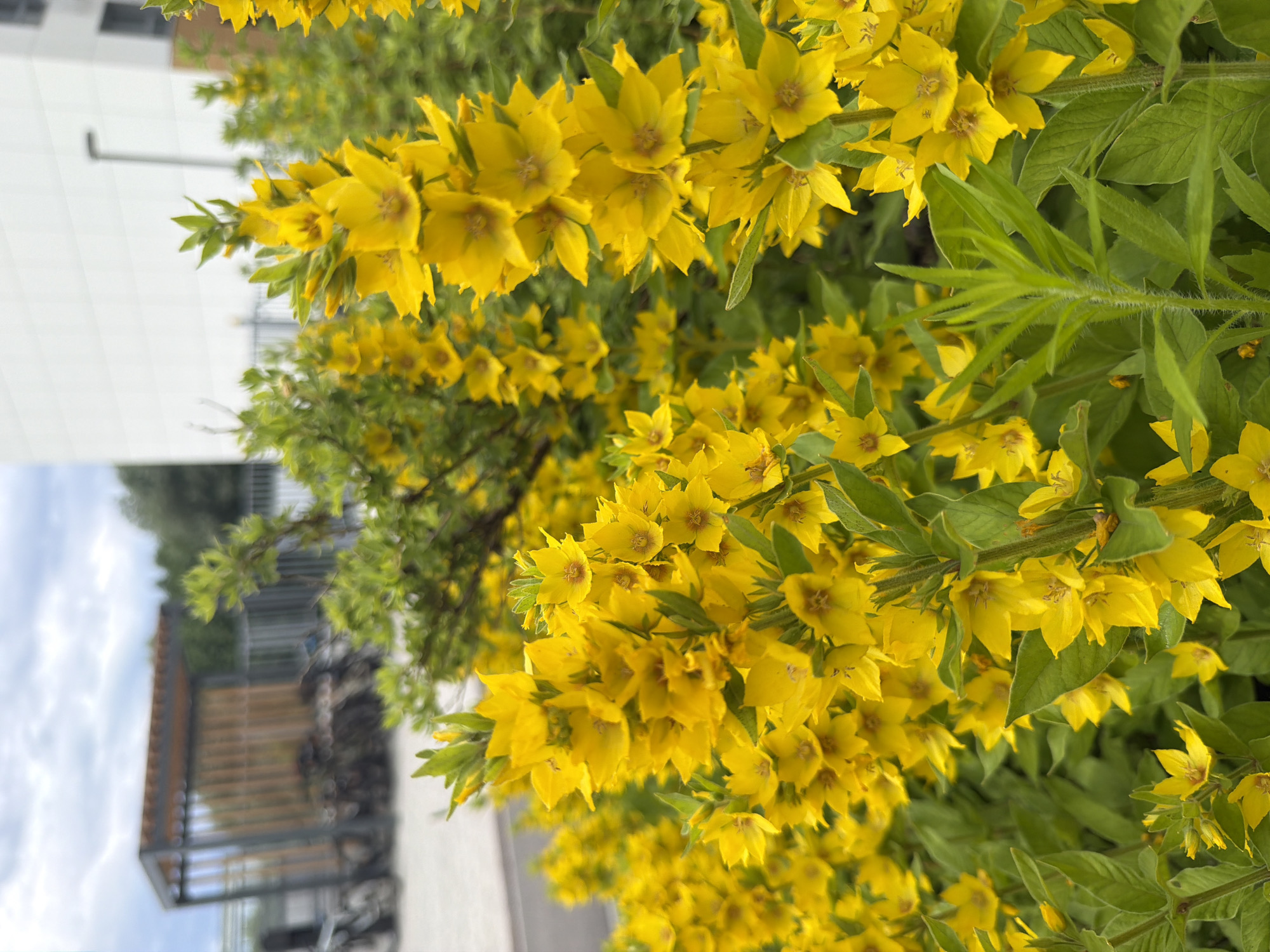 The image displays a close-up view of a cluster of bright yellow flowers, likely Lysimachia, with green leaves. The flowers are star-shaped with five petals and have a darker center. They are arranged in elongated clusters along stems, with some appearing in sharp focus while others are blurred in the background. The overall impression is of a lush, blooming plant.
In the background, a portion of a modern building with white siding and dark window frames is visible on the left. Further back, a blurred structure that appears to be a modern outdoor seating area or pergola with horizontal wooden slats and a metal frame can be seen. A railing and some dark objects, possibly bicycles or other equipment, are also discernible in the background. The sky is overcast with a mix of gray and white clouds. The lighting suggests it is daytime, likely overcast. The scene appears to be outdoors, possibly in a garden or park area adjacent to a building. No people are visible in the image. There is no visible text.