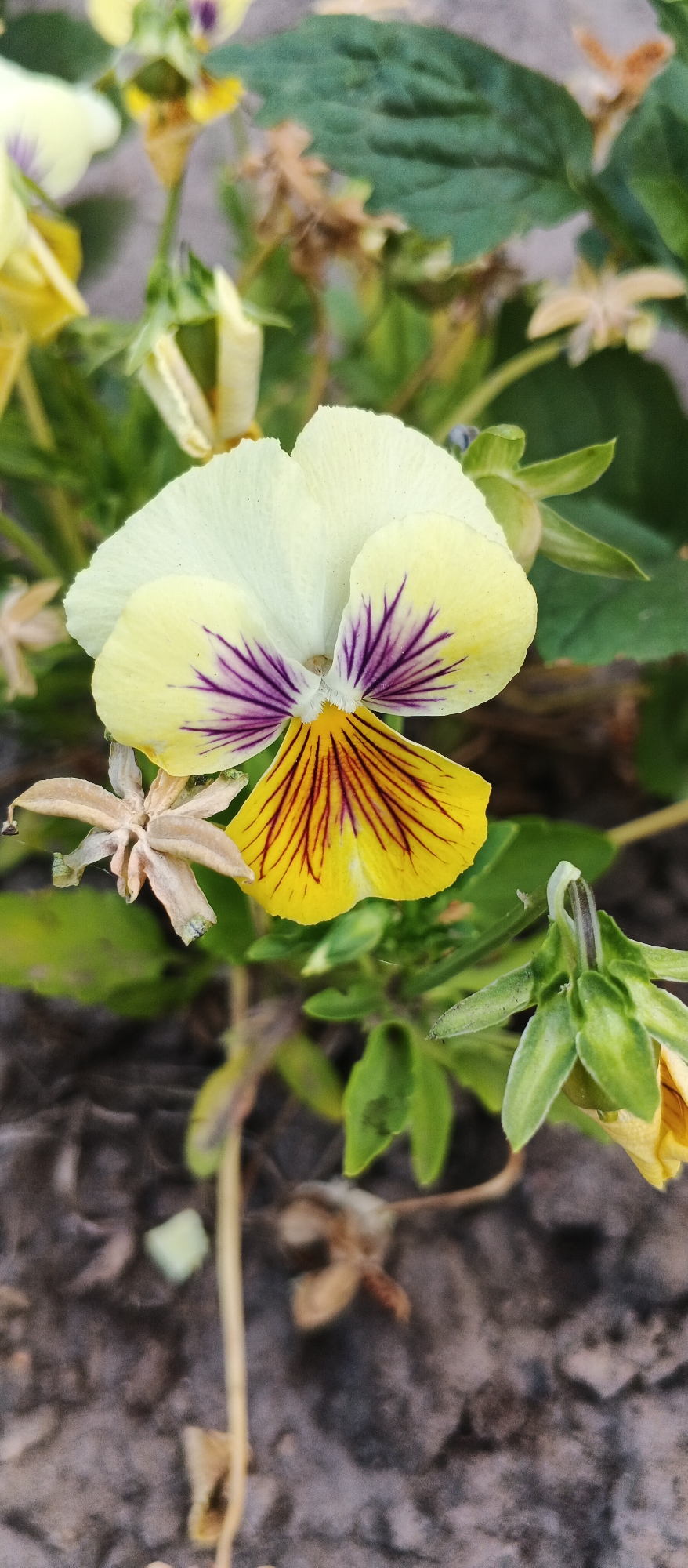 A close-up shot focuses on a light yellow pansy flower with deep purple veins radiating from its center, set against a blurred backdrop of green leaves and dark soil. The flower's lower petals are a vibrant yellow, streaked with thin, dark red lines. To the left of the main flower, a faded, dried flower with five distinct points is visible. In the upper right corner, the green sepals of an unopened bud are present. The image is taken outdoors, with the soil suggesting a garden or natural setting. The location is in the city of Smila, Ukraine.