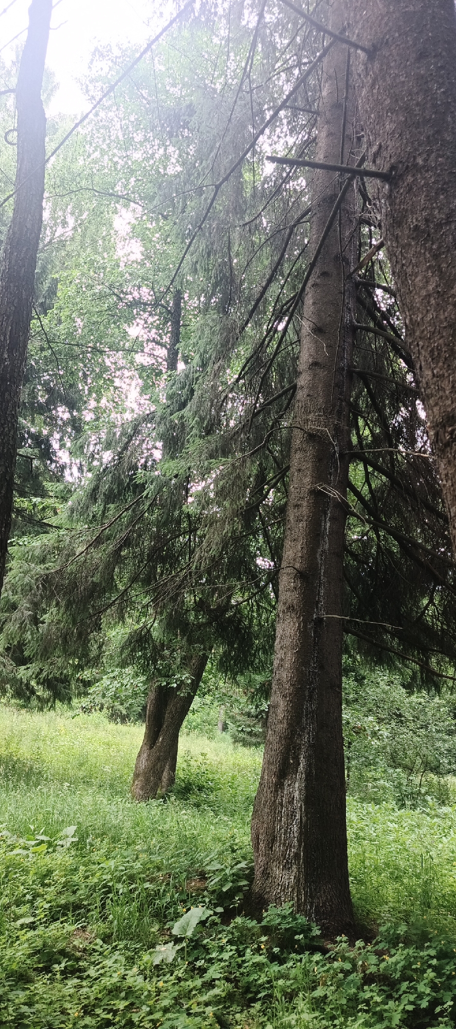 The image depicts a forest scene with several mature trees, primarily conifers and deciduous trees, with a thick undergrowth of green foliage and grass. The lighting suggests an overcast or twilight sky, with diffused light filtering through the dense canopy. One large conifer trunk dominates the foreground on the right, with several branches extending horizontally. To its left, another conifer with a gnarled trunk is visible, leaning slightly. In the background, more trees and foliage create a layered effect. The overall impression is one of a natural, slightly overgrown forest environment. This scene is likely located in the city of Chaikovsky, Russia, given its natural forest setting which is characteristic of the region. There are no people or animals visible in the image, and no specific actions or interactions are depicted. The environment is purely natural, with no man-made structures or objects apparent.