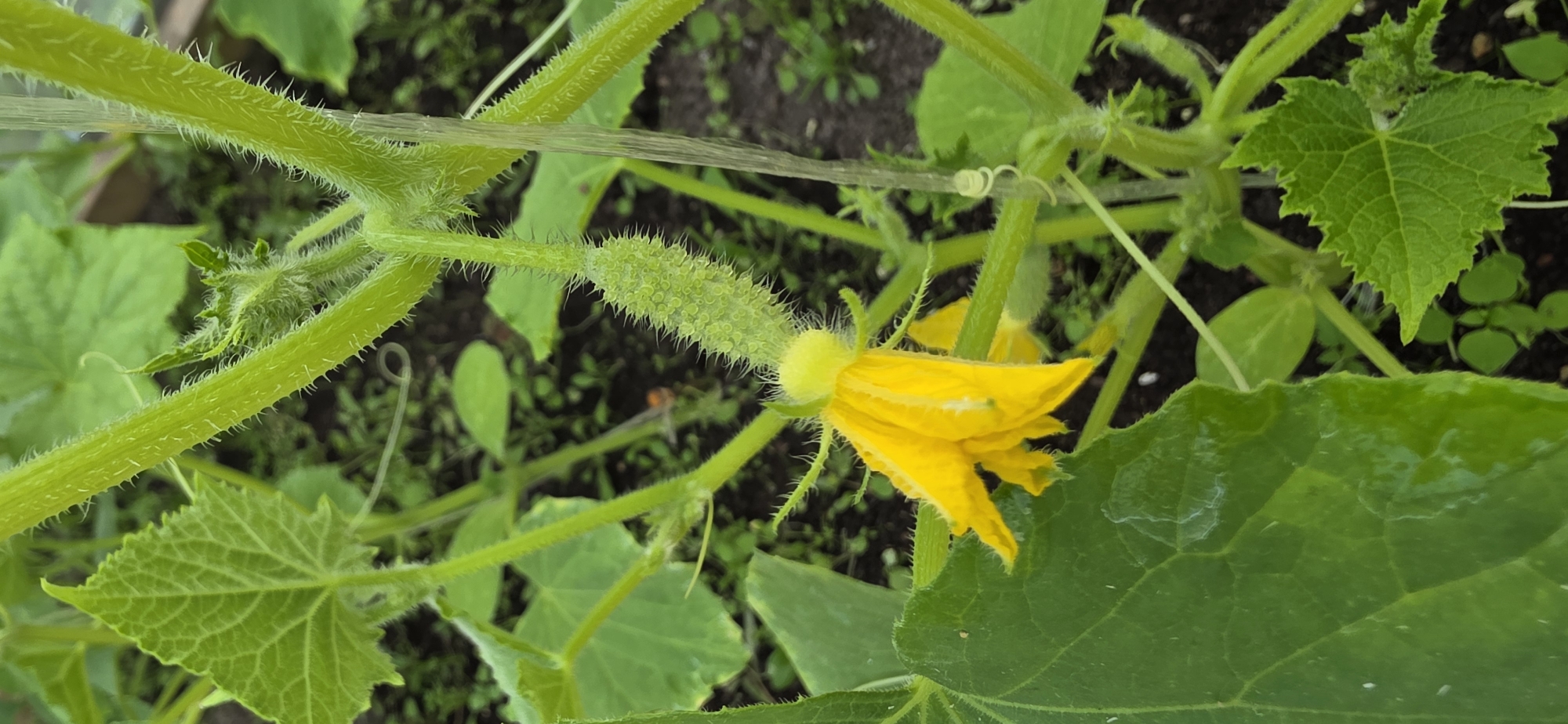 The image shows a close-up of a cucumber plant in a garden setting. The main subject is a small, green cucumber with developing prickles, attached to a stem. A yellow cucumber flower with delicate petals is visible below the developing fruit. The stem of the plant is thick, green, and covered in fine white hairs. Several large, serrated green leaves are also visible, some with a slightly glossy texture. The background consists of dark soil and other green foliage, suggesting an outdoor environment. A thin, translucent string or support is visible running vertically on the right side of the image. The scene is well-lit, with natural light highlighting the textures and colors of the plant. The location of Электротехник Снт, Russia, implies a temperate climate suitable for gardening.
