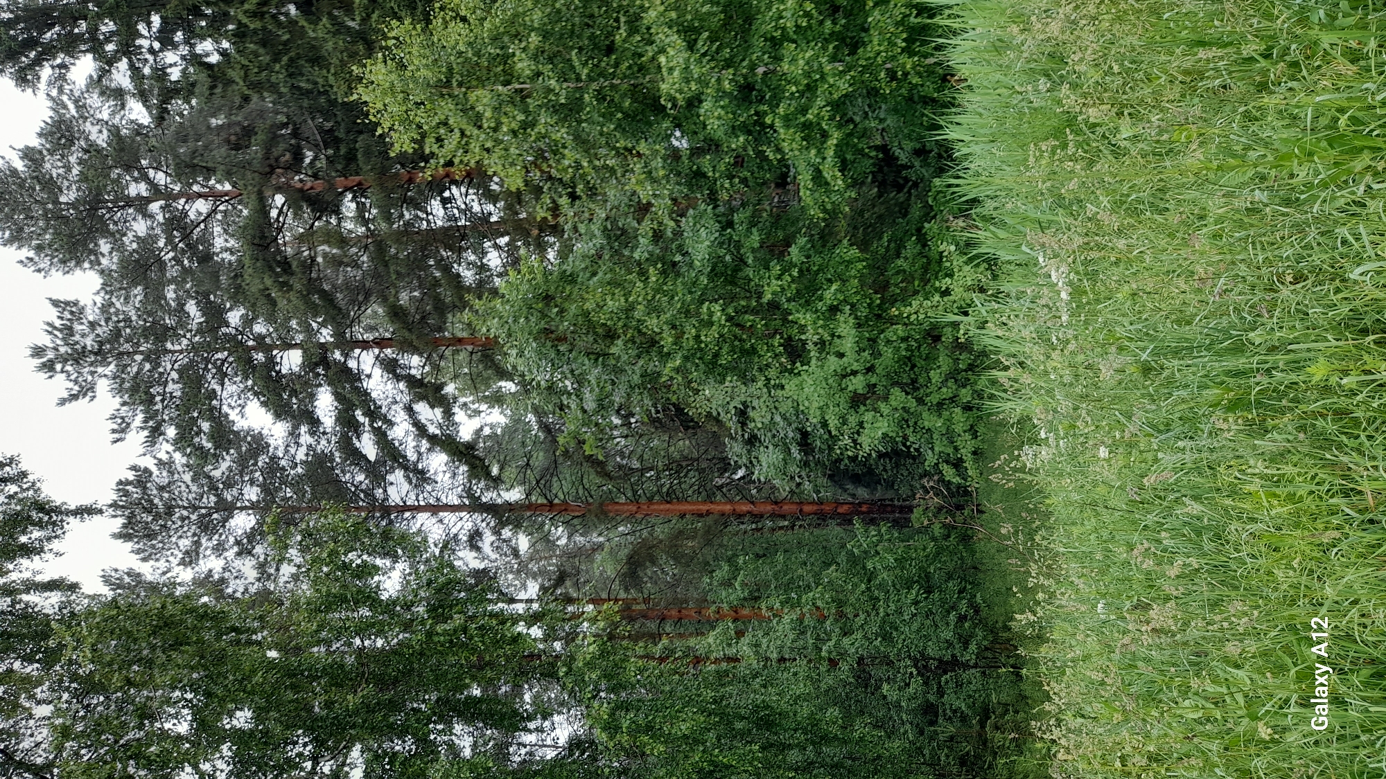 A natural, overgrown landscape is depicted in this image, featuring a dense forest in the background and a field of tall grass and wildflowers in the foreground. The trees are a mix of deciduous and coniferous varieties, with tall pines and birches being prominent. The grass in the field is lush and varied in height, interspersed with scattered white wildflowers. The sky is overcast, suggesting a cloudy day. The bottom left corner of the image displays the text "Galaxy A12," indicating the device used to capture the photograph. There are no people or animals visible in the scene. The environment appears to be a rural or natural area, potentially on the outskirts of a settlement. Given the context of the prompt requesting a location in Марковский, Russia, this scene is likely situated within or near a forest or park area in or around that settlement.