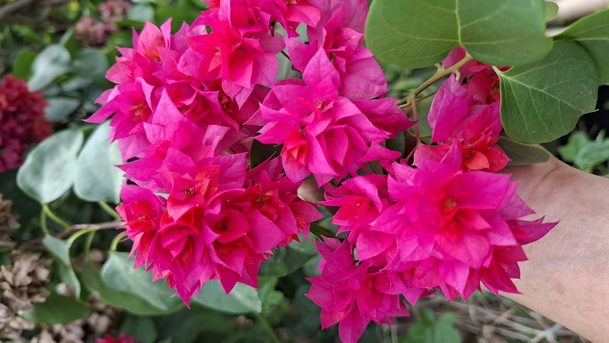 A close-up shot features a hand gently holding a cluster of bright pink bougainvillea flowers. The flowers, with their crinkled, papery petals, are densely packed and vibrant against a blurred background of green leaves and some dried plant matter. The hand, with visible skin texture, is positioned in the lower left of the frame, appearing to support the weight of the blooms. The scene is likely from a garden or natural setting within Kutaglumpang, Indonesia, implied by the context of the city.