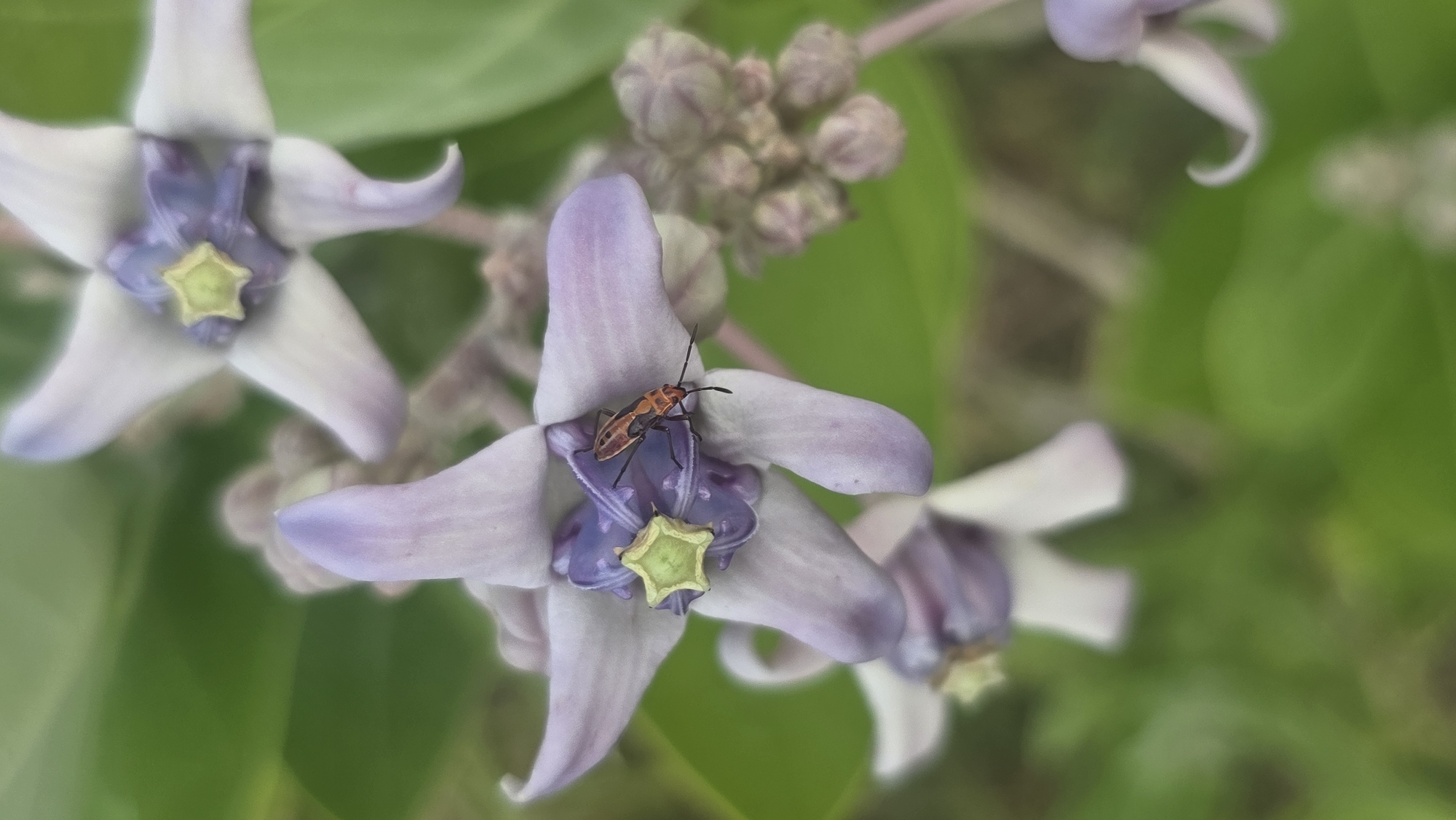 The image shows a close-up of several light purple, star-shaped flowers with darker purple centers and a light green star-shaped structure in the very center of each flower. A small, orange and black insect is resting on one of the flowers in the center of the frame. The background consists of green leaves and blurry purple buds. The location is likely in Lhokseumawe, Indonesia.