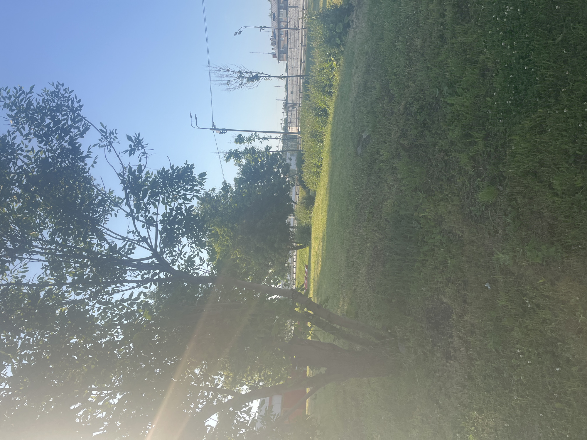 The image shows a sun-drenched park area with green grass and trees. In the background, there is a road with streetlights, power lines, and buildings. The sky is clear and blue. The sun's rays are visible, creating a lens flare effect. The scene is quiet and peaceful.