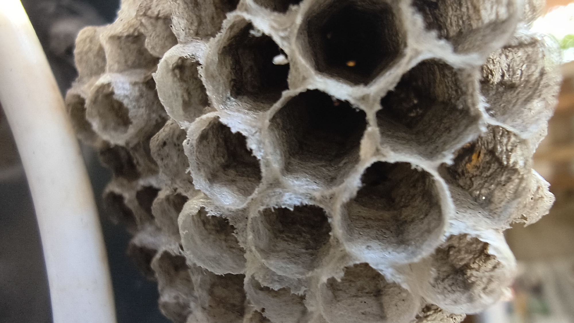 The image is a close-up, low-angle shot of a wasp nest. The nest is hexagonal in structure, with a rough, papery texture. The interior of the cells appears dark, with some glimpses of what might be larvae or pupae within. A pale, smooth, cylindrical object, possibly a piece of plastic or plant stem, is visible to the left of the nest, out of focus. The background is blurred, suggesting an outdoor environment with hints of foliage and possibly brickwork. There are no people or actions depicted. The location in Mikhaylovka, Russia, is not visually evident in the image.