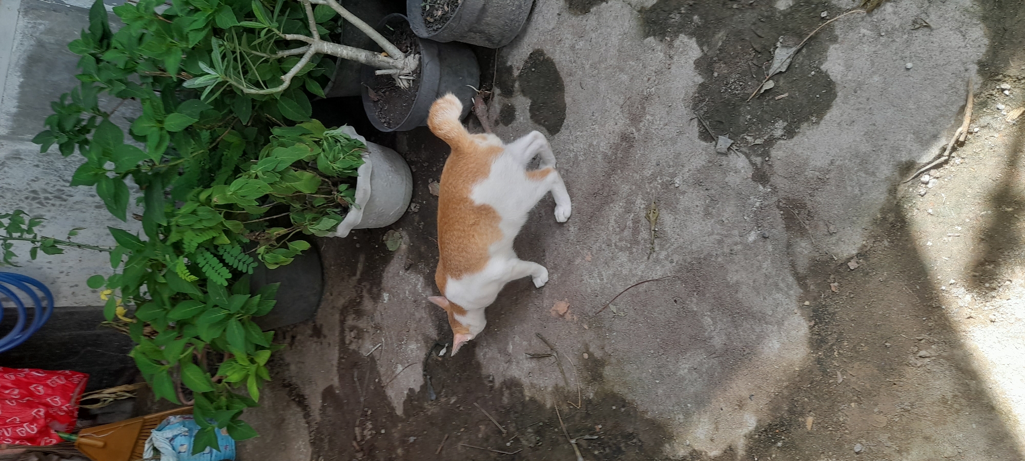 A medium-angle shot shows a ginger-and-white cat lying on its back in a shaded area on what appears to be a concrete patio or yard. The cat is positioned horizontally in the frame, with its head near a cluster of potted plants. The plants are green and leafy, appearing well-maintained. Several plant pots, both gray and white, are visible behind the cat. A patch of sunlight illuminates the right side of the concrete. In the lower left corner, there's a glimpse of red packaging and blue coils, possibly a garden hose. The setting is possibly Buketteukuh, Indonesia.