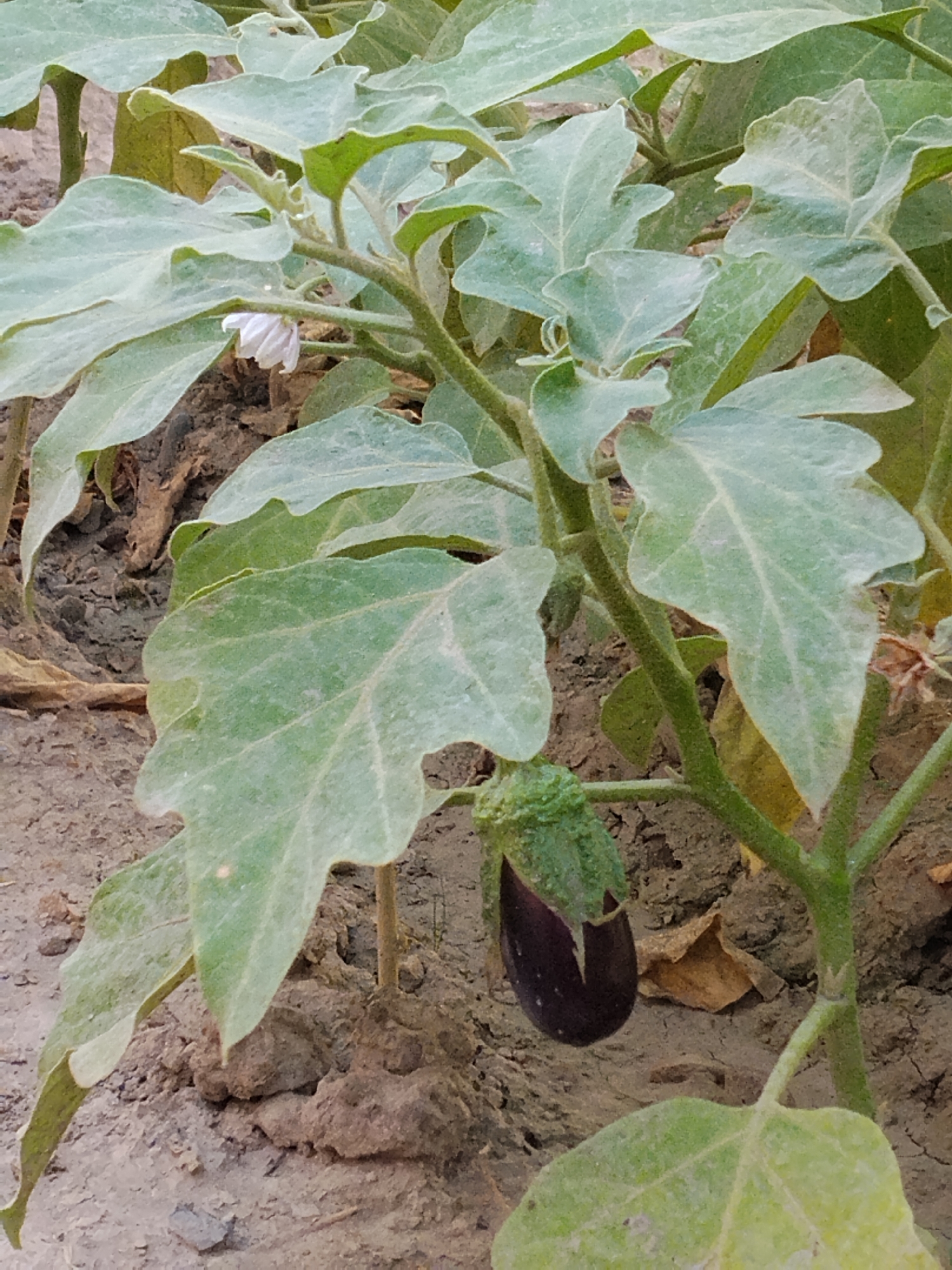 An eggplant plant, with large, green leaves and a developing fruit, grows in dark soil. The eggplant fruit is deep purple and partially covered by a green calyx. A small, white flower is also visible on the plant. The background consists of dry soil and some fallen leaves.