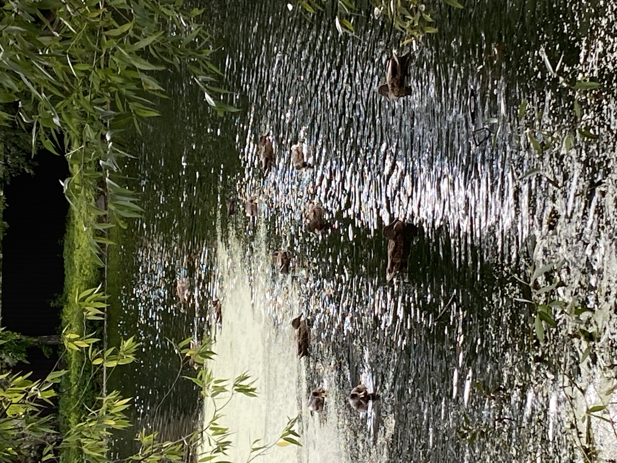 The image depicts a body of water, likely a pond or slow-moving stream, on a sunny day. The water's surface is rippled, reflecting the sunlight in numerous bright spots. The water is dark green in color and has patches of lighter, possibly algae-covered, areas. Several ducks are visible swimming in the water. In the foreground, there are some hanging green leaves from a tree branch obstructing the view. In the background, there appears to be a dark fence and lush green vegetation. The scene is tranquil, with the ducks appearing to be peacefully navigating the water.