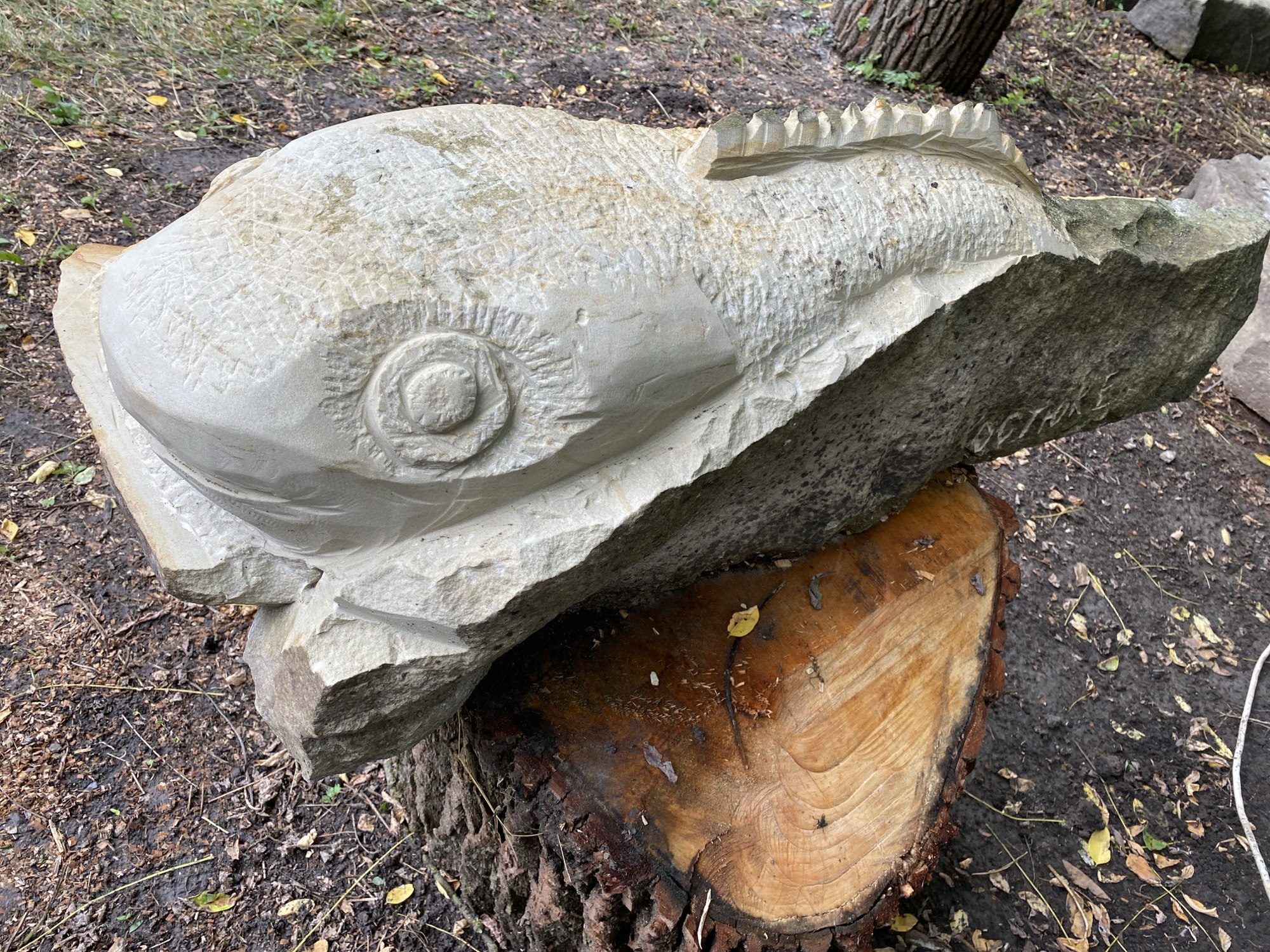An outdoor, ground-level, medium-shot captures a stone sculpture of a fish resting on a tree stump in Busha, Ukraine. The sculpture, carved from a light-colored stone, depicts a fish with a distinct eye, scales, and dorsal fin. The fish sculpture is positioned at an angle, with its head pointing towards the left of the frame and its tail extending towards the right. The texture of the stone suggests it has been weathered. The tree stump supporting the sculpture is cut from a large tree, with a visible grain pattern and a rough bark. The surrounding environment consists of damp, dark soil covered with fallen leaves and twigs, indicating an outdoor setting, possibly a park or wooded area. In the background, the bark of a tree trunk and other stones are visible, suggesting a natural landscape. The lighting suggests an overcast day.