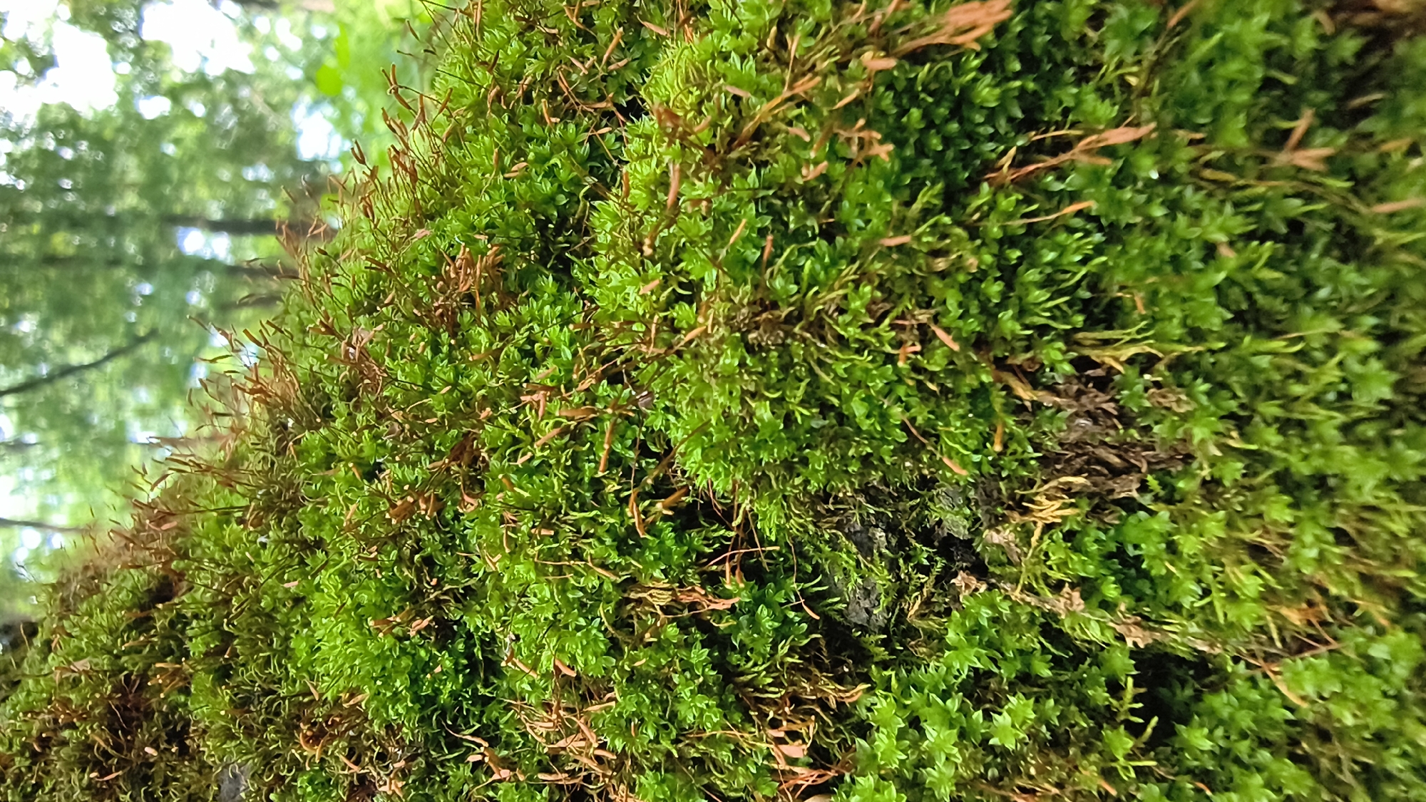 A close-up, eye-level shot captures a dense patch of vibrant green moss covering a textured surface, likely a tree trunk or a rock. The moss is characterized by its delicate, feathery leaves, with many individual strands reaching upwards and outwards, creating a lush, carpet-like appearance. Interspersed within the green moss are thin, reddish-brown stems or dried moss structures, adding a contrasting color and texture to the scene. The background is softly blurred, suggesting a shallow depth of field, but it reveals glimpses of a natural environment with green foliage and trees, indicating an outdoor setting. The lighting appears natural and diffused, illuminating the intricate details of the moss. The image is devoid of human presence or any urban elements, suggesting a remote or natural location within or on the outskirts of Mikhaylovka, Russia, potentially in a park or a forested area.