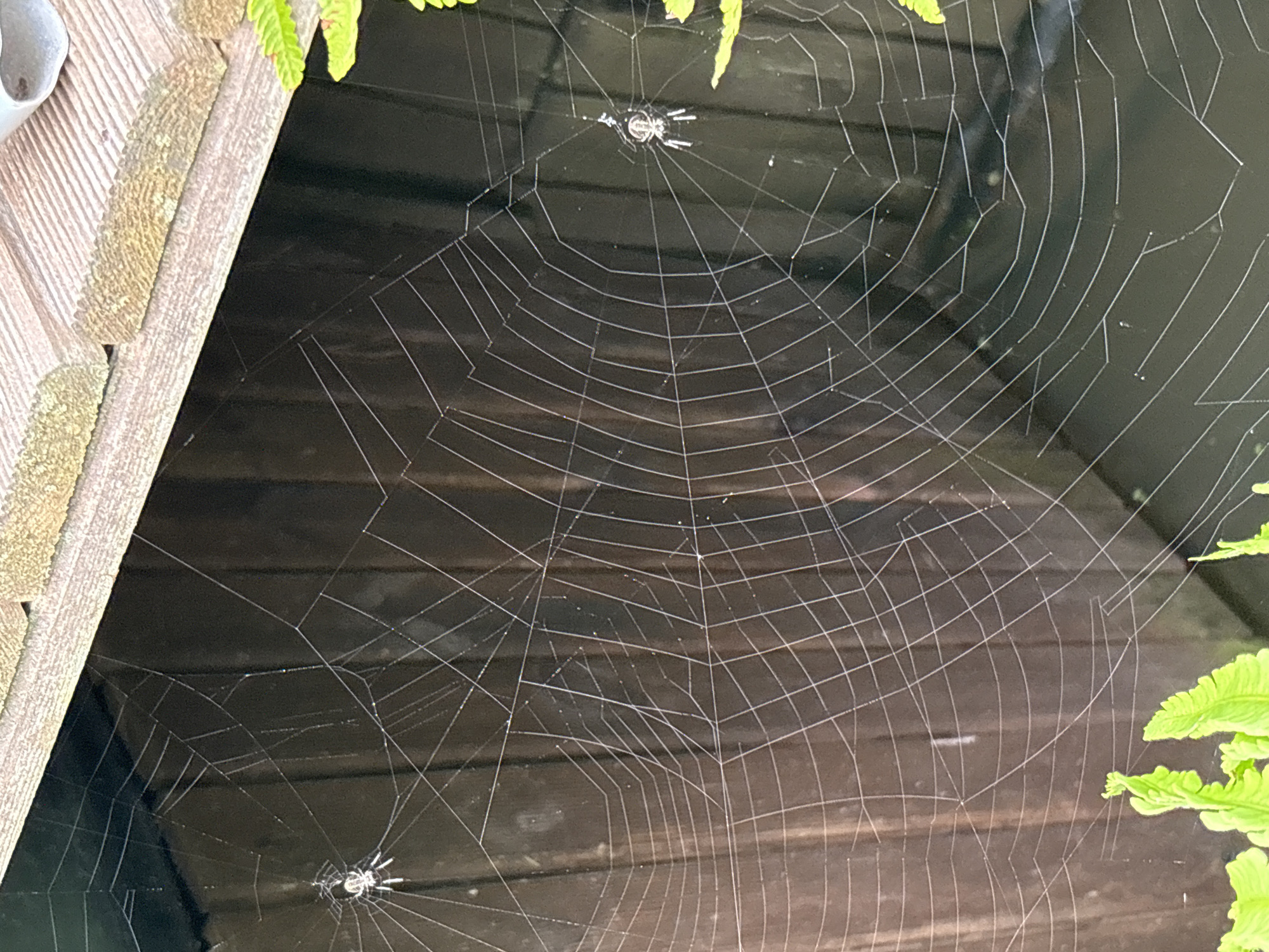 The image depicts a close-up view of a spiderweb in an outdoor setting. Two small spiders are visible on the web. The web is suspended in front of a dark wooden fence, and a portion of a wooden structure with a textured surface is visible at the top of the frame. Green foliage is present in the lower left and right corners of the image. The scene appears to be in an urban or suburban area. The location is not specified in the image itself, but the prompt requests it to be in the city of Leningradskaya, Russia.