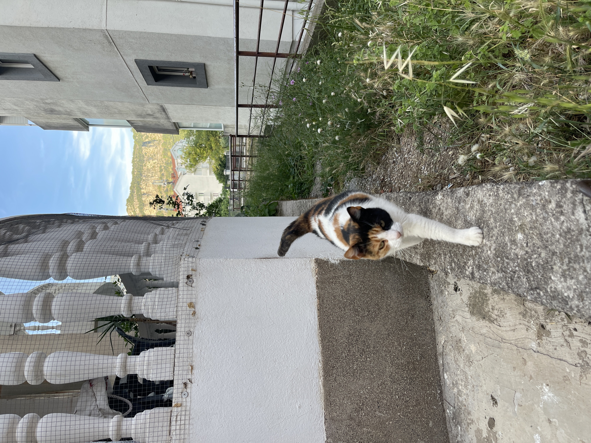 A calico cat with white, black, and orange/brown fur is captured in the foreground, stretching or walking along a concrete ledge or path. The cat's front left paw is extended forward, and its head is slightly turned, revealing its face and whiskers.
To the immediate left of the cat, there is a white wall topped with a white balustrade, possibly a balcony railing, featuring a mesh design with styrofoam-like elements. To the right of the path, a patch of wild green vegetation grows, including tall grasses and weeds with small white and purple flowers. Further back on this side, a rusty metal fence is visible.
In the midground, a modern building with light grey, textured walls and small, rectangular, dark-framed windows is present. The background features a clear blue sky with faint, wispy clouds above a prominent, rugged rocky mountain partially covered in vegetation. Below the mountain and to its right, distant residential buildings with red roofs and lush green trees indicate a town or populated area.
The scene is brightly lit by natural sunlight, suggesting a clear day. The architectural style, vegetation, and mountainous landscape are consistent with coastal regions like Budva, Montenegro. There is no visible text in the image.