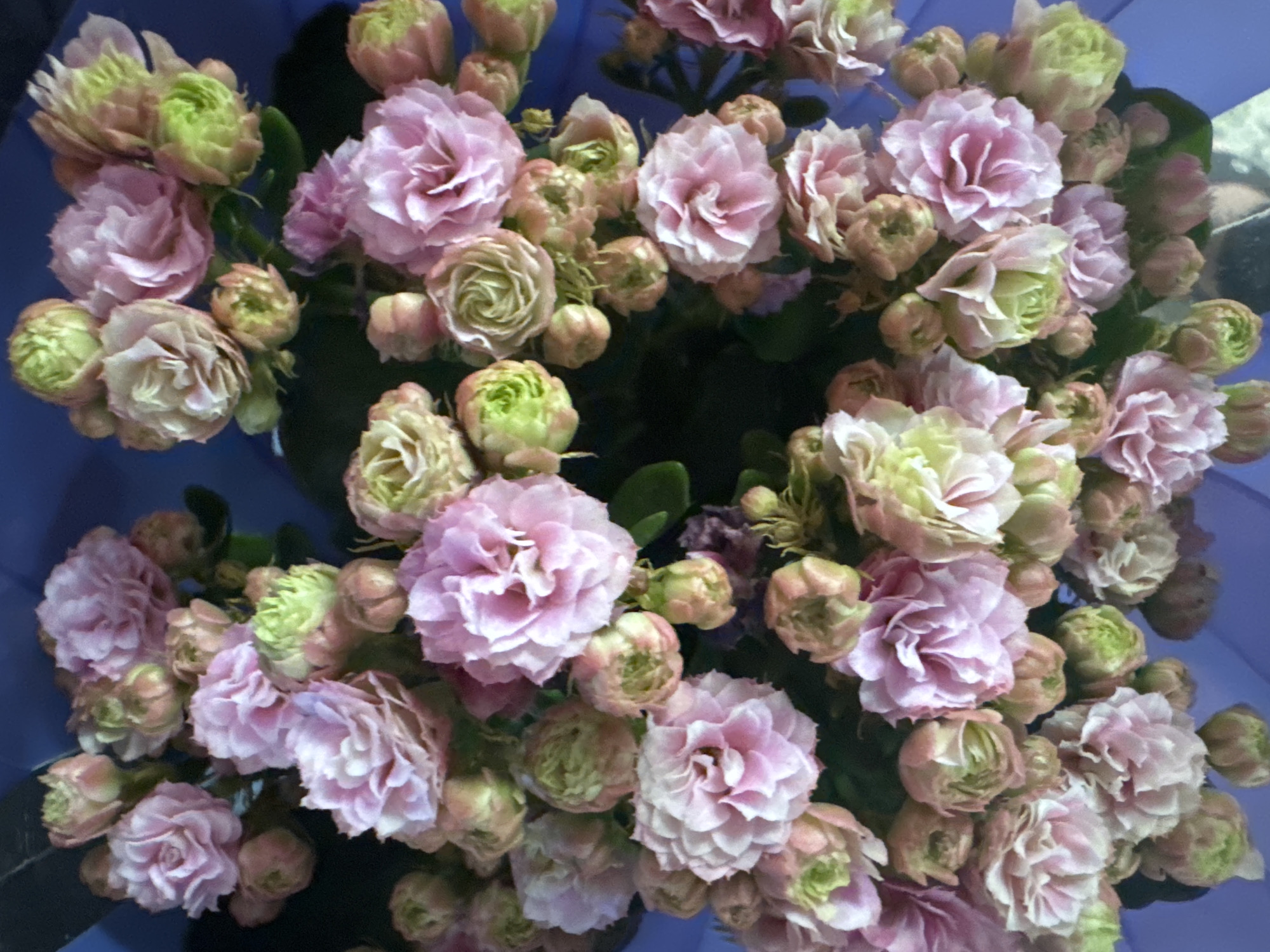 A close-up, overhead shot displays a vibrant bouquet of Kalanchoe flowers in various stages of bloom. The flowers are primarily a soft pink, with some showing hints of green, particularly in the unopened buds. The petals are densely layered, creating a textured and lush appearance. The bouquet is arranged in what appears to be a dark blue or purple container, though only the top rim is visible. The background is a gradient of dark blue, suggesting an indoor setting or a shaded outdoor area. The image is well-lit, highlighting the delicate details of the flowers. There are no people, animals, or specific landmarks visible that would indicate a location within Niterói, Brazil. The scene is solely focused on the floral arrangement.