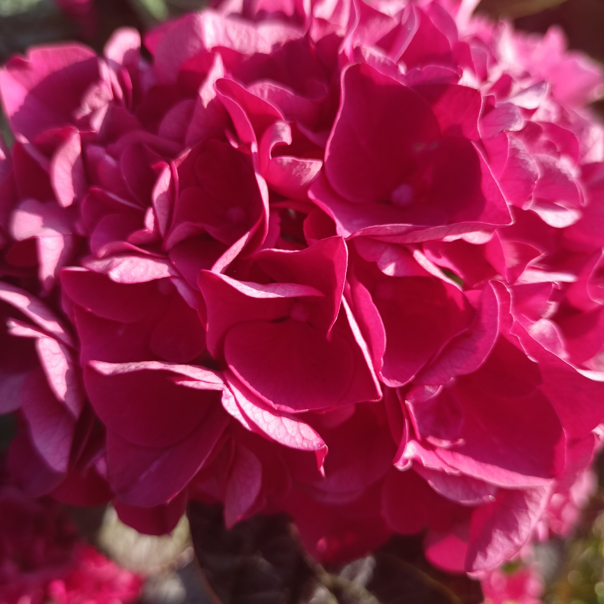 A close-up, top-down shot focuses on a vibrant cluster of pink hydrangea flowers. The petals are intensely colored, with some areas appearing almost fluorescent due to the bright sunlight. Shadows cast by the overlapping petals create a textured, almost velvety appearance. The background is blurred, showing hints of green foliage and darker, out-of-focus shapes. The overall impression is one of lush, abundant floral beauty, with the sharp details of the petals and the play of light and shadow being the dominant visual elements. The image was captured outdoors, likely in a garden setting, given the natural light and the presence of plant life. The Municipal District of Adare — Rathkeale, Ireland, is a rural area known for its picturesque landscapes and historic sites, making it a plausible location for such a scene.