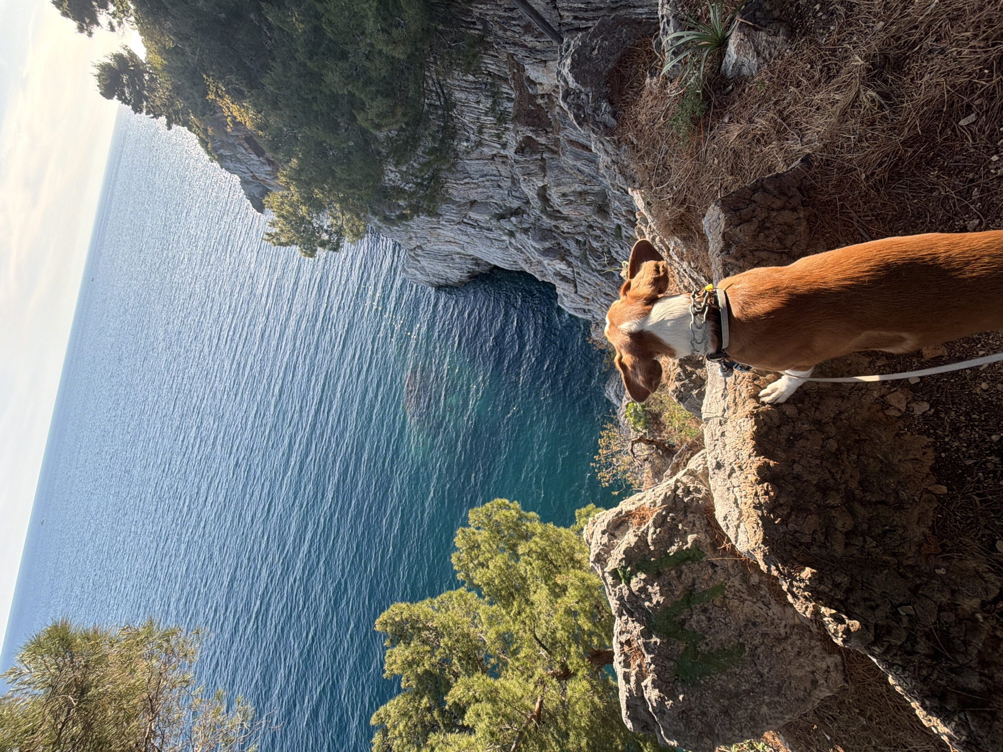 A dog stands on a rocky cliff overlooking the Adriatic Sea in Petrovac na Moru, Montenegro. The cliff is layered gray stone, partially covered in green trees. Dry vegetation grows on the top edge of the cliff near the dog. The dog is brown and white, wearing a collar and leash. The sea is blue, with slight ripples on the surface. Part of the Petrovac coastline is visible in the distance.