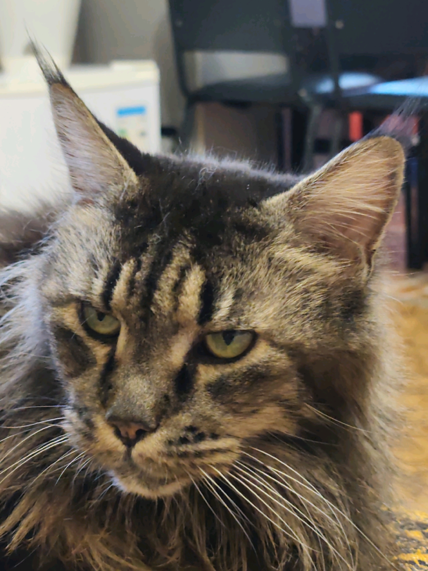 A close-up, head-on shot shows the face of a Maine Coon cat with green eyes. The cat has tabby markings on its head and face, and its ears are pointed with tufts of fur. The background is blurred, with hints of indoor furniture and what appears to be a kitchen appliance. There is no information available regarding the cat's location in Volno-Nadejdinskoe, Russia.