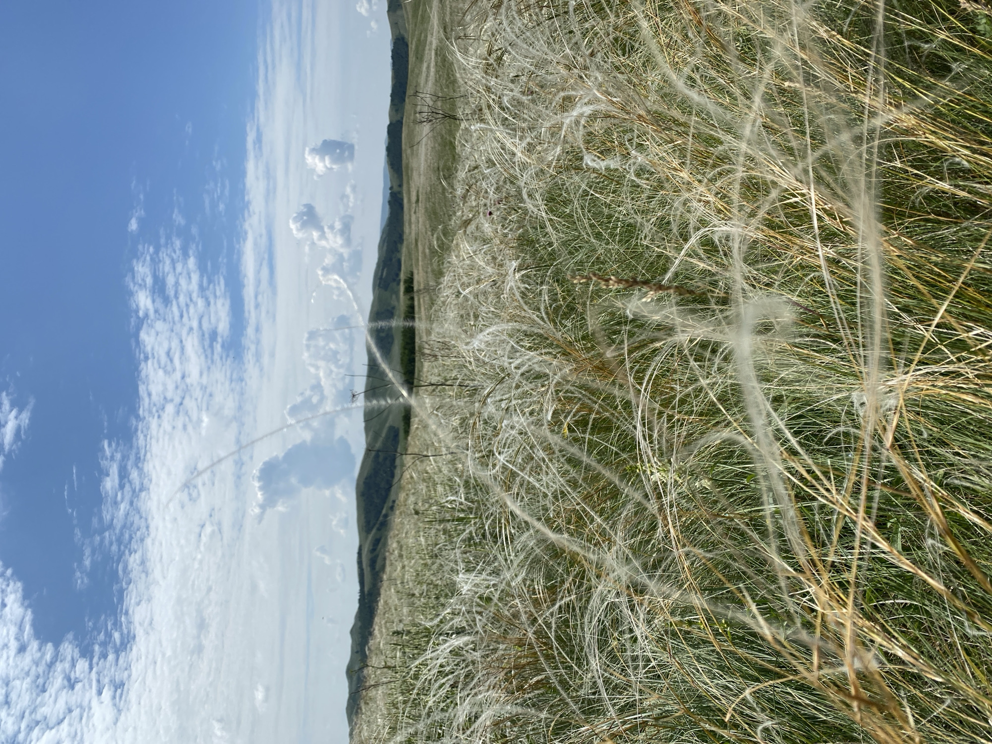The image depicts a vast, rolling grassland landscape under a partly cloudy blue sky. In the foreground, feathery white grasses, likely feather grass, dominate the scene, with their delicate plumes catching the light and creating a sense of movement. The grasses are dry and appear to be in a mature state. In the middle ground, the grassland continues, with the terrain gently sloping upwards. Further in the background, a series of low, rounded hills are visible, some covered in darker vegetation, possibly trees or denser grasses. The sky is a vibrant blue, dotted with scattered white cumulus clouds, some of which are quite fluffy and voluminous. There are no people, structures, or man-made objects visible in the image. The location is identified as Bogoslovka, Russia, suggesting a natural, rural setting. The overall impression is one of natural beauty, tranquility, and expansive open space.