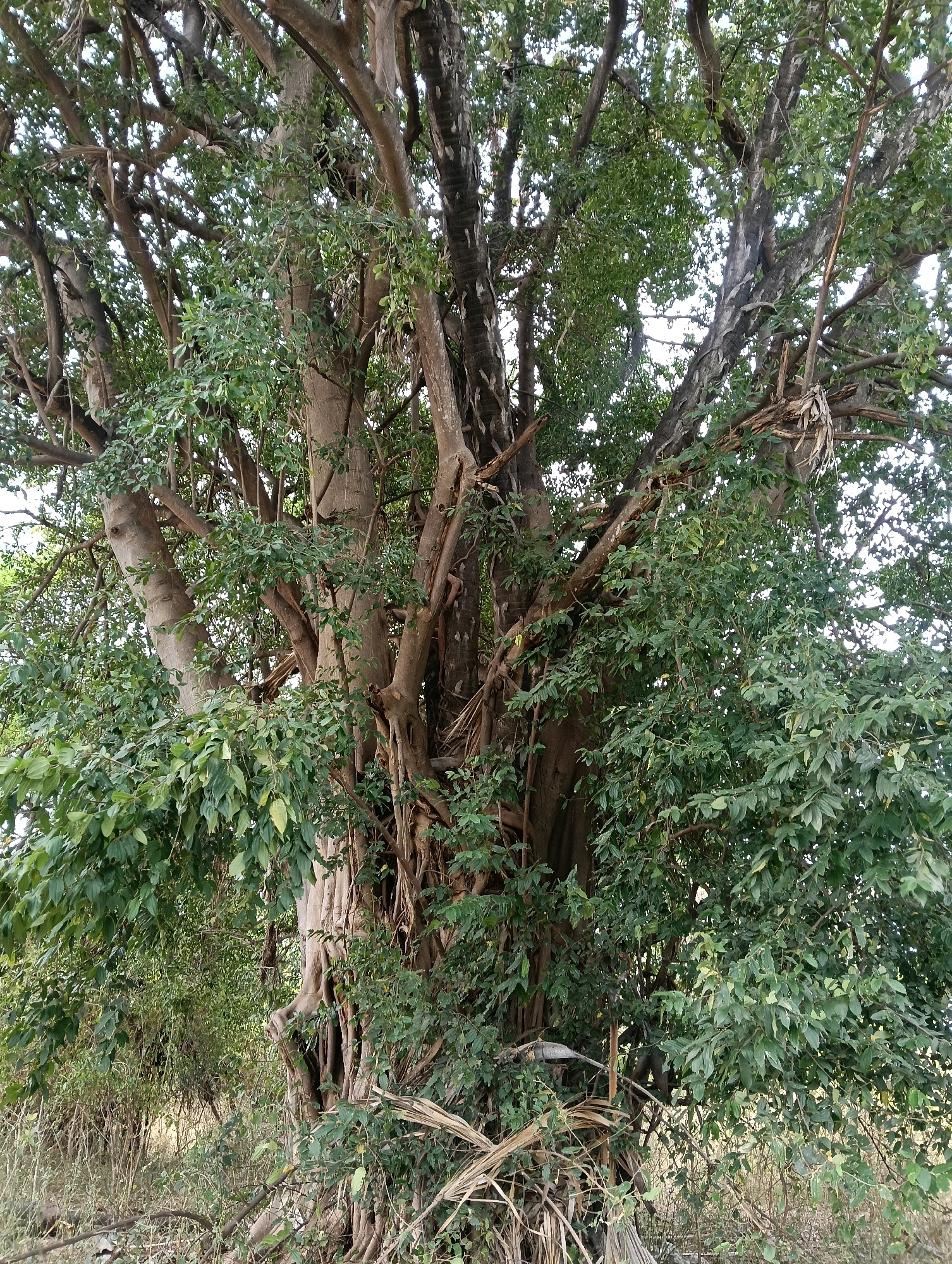 The image shows a close-up of a large, old tree with thick, gnarled branches and a dense canopy of green leaves. The trunk appears to be composed of multiple fused trunks, with exposed roots visible at the base. The bark of the tree is rough and textured, with some areas showing lighter grey and darker brown colors. Hanging vines and dry, fibrous material are also visible amongst the branches. The background is filled with more foliage and dry grasses, suggesting an outdoor, natural environment. The lighting indicates it is daytime. The location is identified as Mutitu/Kaliku Ward, Kenya. There are no people or animals visible in the image.