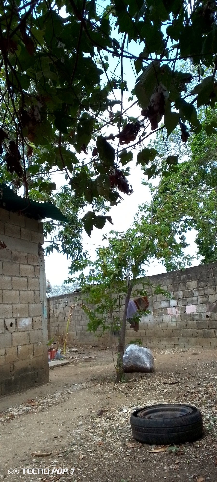 The image depicts an outdoor scene in Altagracia, Venezuela. In the foreground, a discarded tire lies on a gravelly ground. Beyond the tire, a small tree stands, with laundry hanging from its branches. A large, plastic-wrapped bundle is situated at the base of the tree. The background features a wall constructed from concrete blocks, with more greenery and trees visible beyond. To the left, a portion of a brick building is present. The sky is partially visible through the foliage of overhanging trees. The overall impression is one of an unkempt, possibly residential, outdoor space.