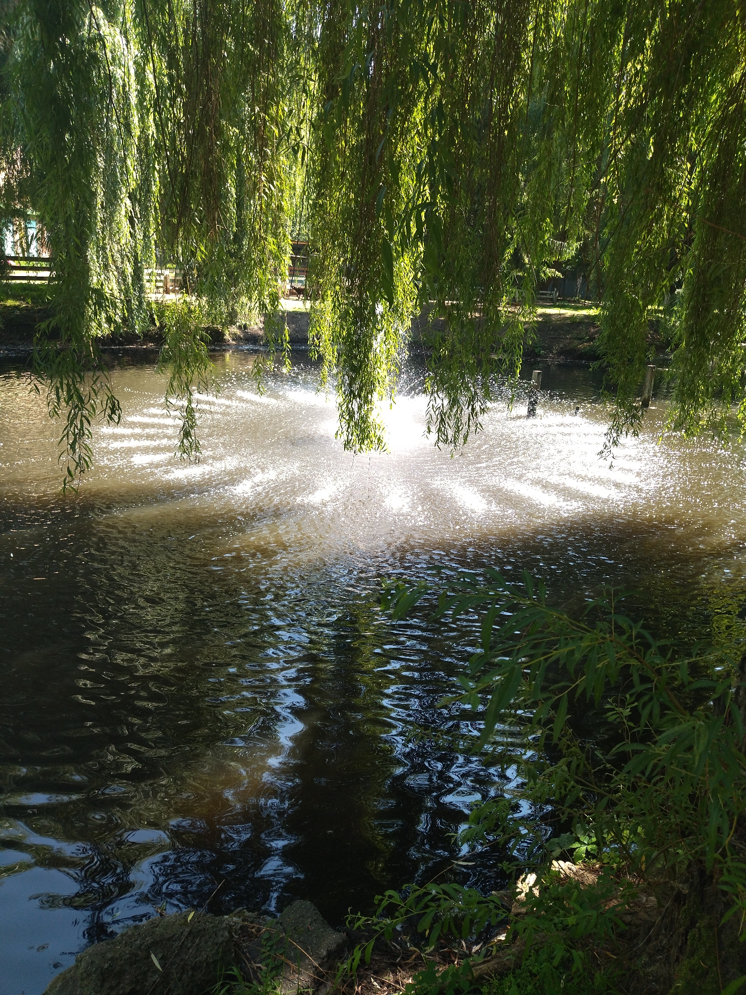 An outdoor, eye-level shot captures a serene pond scene, bathed in the warm glow of sunlight. Overhanging branches of a weeping willow tree create a natural canopy, their delicate leaves filtering the light and casting dappled shadows on the water's surface. In the center of the pond, a fountain sprays water upwards, creating a shimmering, sunlit mist that reflects light in intricate patterns across the rippling water. The pond's dark, reflective surface mirrors the surrounding greenery, while reeds and rocks line the bank in the foreground. In the background, glimpses of a park-like setting emerge, with trees, a fence, and hints of structures suggesting a public space. This tranquil setting appears to be located in the city of Khmelnytskyi, Ukraine.
