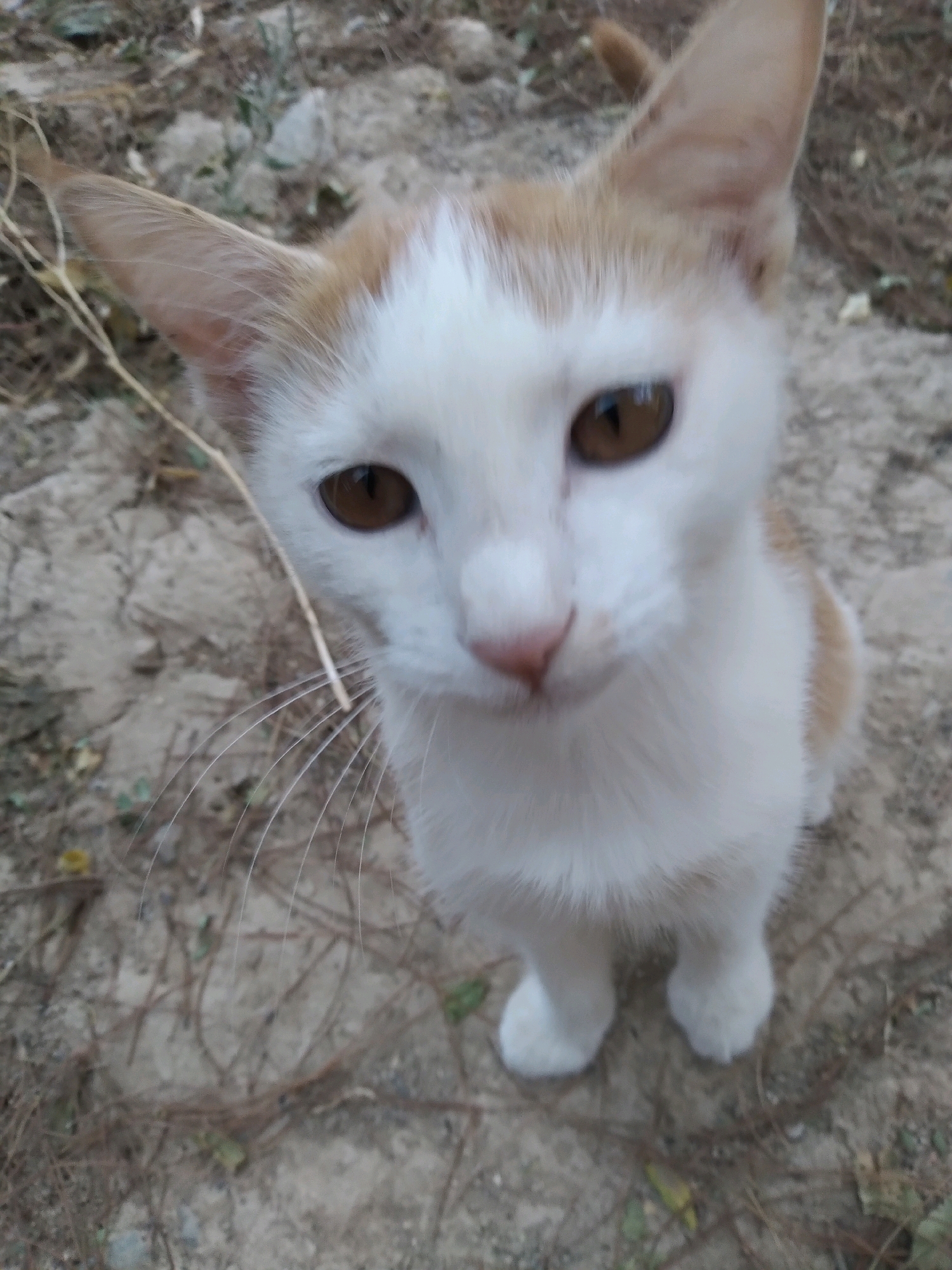 A close-up, high-angle shot shows a white cat with orange markings on its ears and back. The cat is looking directly at the camera with wide, amber eyes. Its nose is pink, and its whiskers are long and prominent. The cat is outdoors, standing on dry, sandy ground with scattered dry leaves and twigs. The background is out of focus but appears to be a natural, outdoor environment. The image is slightly blurry, suggesting movement.