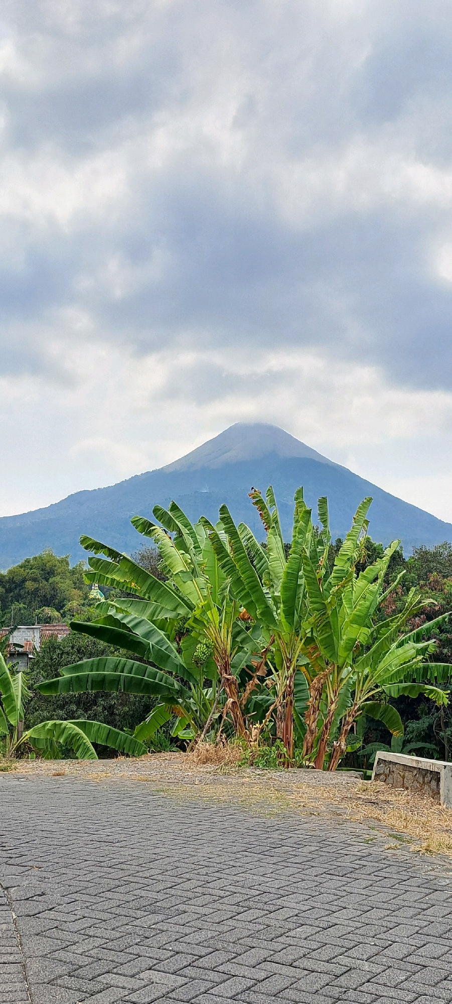 A mountain looms under a cloudy sky in this vertical shot. In the foreground, a paved pathway of interlocking gray bricks leads away from the viewer. To the right of the pathway, a low stone wall runs along the edge. Behind the wall and pathway, lush green banana trees dominate the midground. Beyond the trees, a few buildings with red roofs are visible, nestled amongst more greenery. The mountain, which appears to be Mount Semeru, is partially obscured by clouds near its peak, which is located in the direction of Sumber Suko, Indonesia.