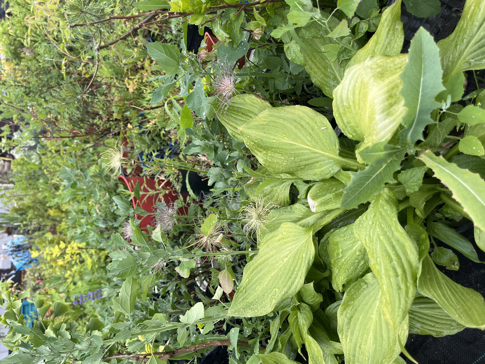 The image captures a dense arrangement of various lush green plants in what appears to be a garden or nursery setting. Large-leaved hostas dominate the foreground and right side, characterized by their prominent veins and light green, slightly variegated foliage, all covered in numerous water droplets, suggesting recent rain or watering.
Interspersed among the hostas and other greenery are several plants with distinctive fluffy, star-like seed heads, indicative of a Clematis species after flowering. Other visible plants include smaller-leaved shrubs and possibly pine needles towards the top left, along with some broader, jagged-edged leaves that resemble wild lettuce or a similar plant.
The background reveals hints of dark plastic nursery pots and black ground cover or weed barrier material, reinforcing the impression of a cultivated outdoor space. The lighting is soft and diffused, consistent with an overcast sky or shaded location. There are no people or animals visible, and no discernible text appears in the frame. The overall impression is one of natural growth, freshness, and abundance.
