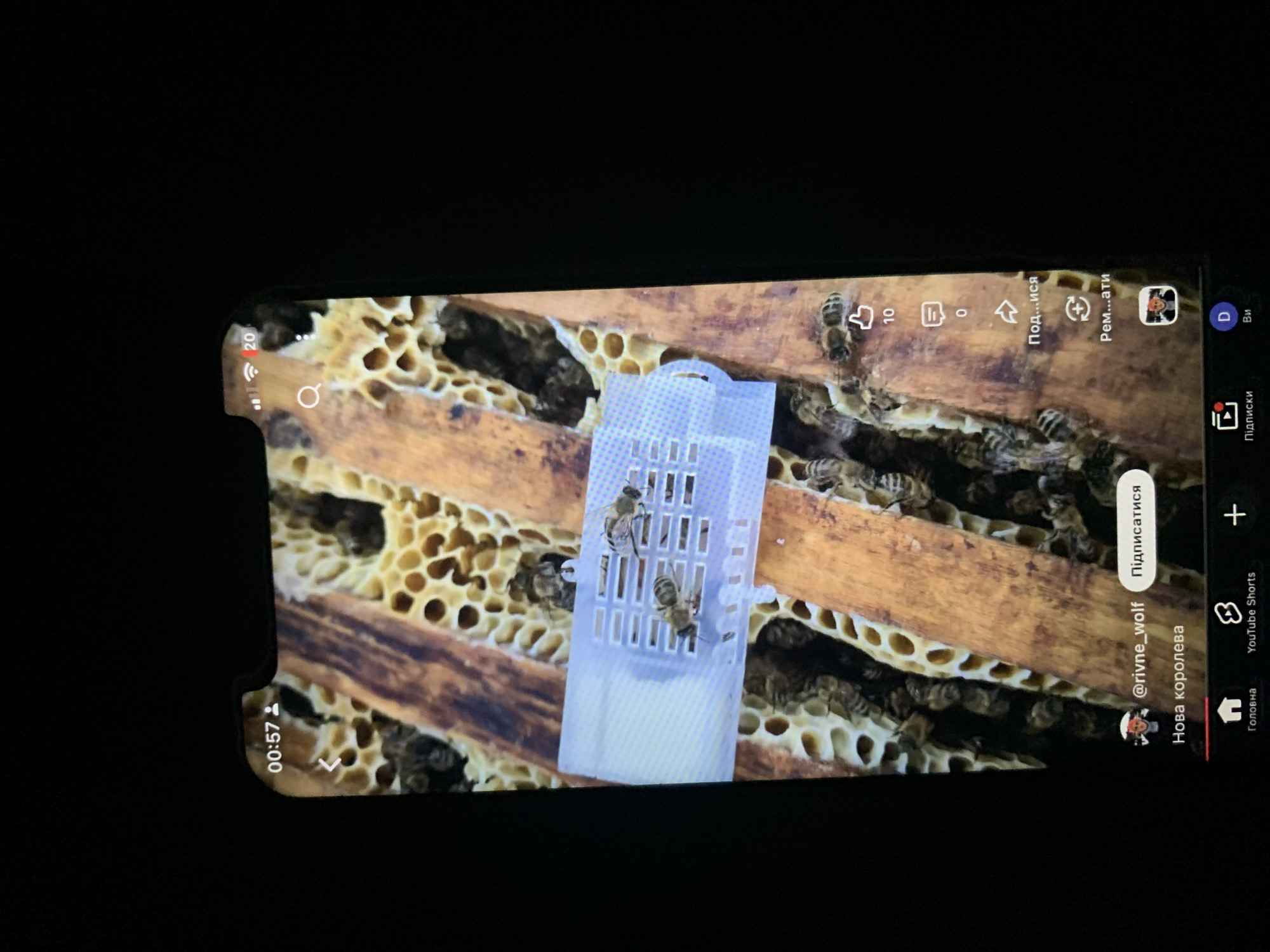 The image shows a close-up of a smartphone screen displaying a TikTok video. The video itself features a close-up view of a beehive with several bees crawling on honeycombs. A small, transparent plastic queen bee cage with bees inside is also visible. The phone's interface is partially visible at the top and bottom, including the time "00:57", Wi-Fi signal, battery indicator, and social media icons like "Home", "YouTube Shorts", and a plus sign. The video's caption reads "Нова королева" (New queen) and the username is "@rivne_wolf". The overall setting is dark, suggesting the photo was taken in low light conditions, possibly at night. There is no indication of the city of Zhmerynka, Ukraine in the image.