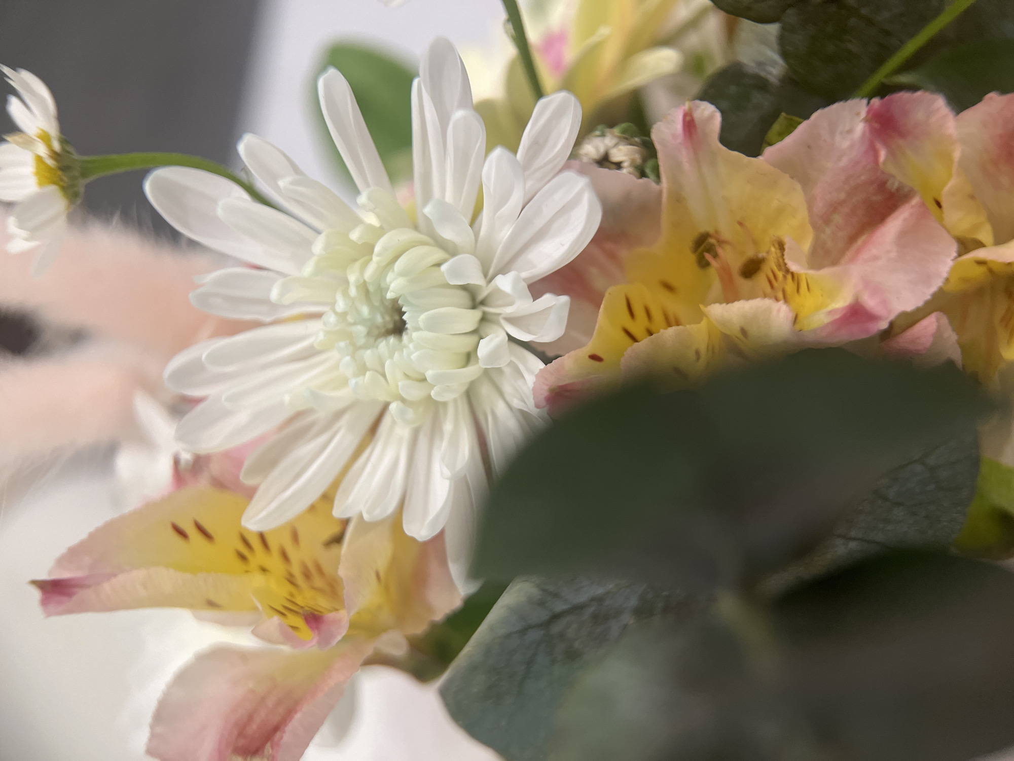 The image captures a close-up, shallow depth-of-field view of a fresh floral arrangement, likely situated indoors. The primary subject is a large, fully bloomed white chrysanthemum, centrally positioned, showcasing its dense, delicate petals and a faint greenish-yellow core.
Surrounding the chrysanthemum are several alstroemeria flowers, characterized by their soft pink petals that transition into a vibrant yellow, speckled with dark brown or reddish markings towards their centers. A smaller, out-of-focus white daisy-like flower with a yellow center is visible on a slender green stem in the upper left portion of the frame. Dark green foliage, possibly eucalyptus, appears blurred in the foreground on the right, providing a textural contrast and contributing to the overall depth of the composition.
The background is softly diffused, presenting a gentle blend of light grey, white, and muted pink tones, suggesting a neutral and uncluttered setting. No specific activity or event is depicted; the image is a still life emphasizing the natural beauty and delicate details of the flowers. The lighting is soft and even, highlighting the fresh appearance of the blooms. There are no people, visible text, or explicit location cues in the image that confirm its setting in Tyumen, Russia. The overall mood is one of serenity and aesthetic appreciation of nature.