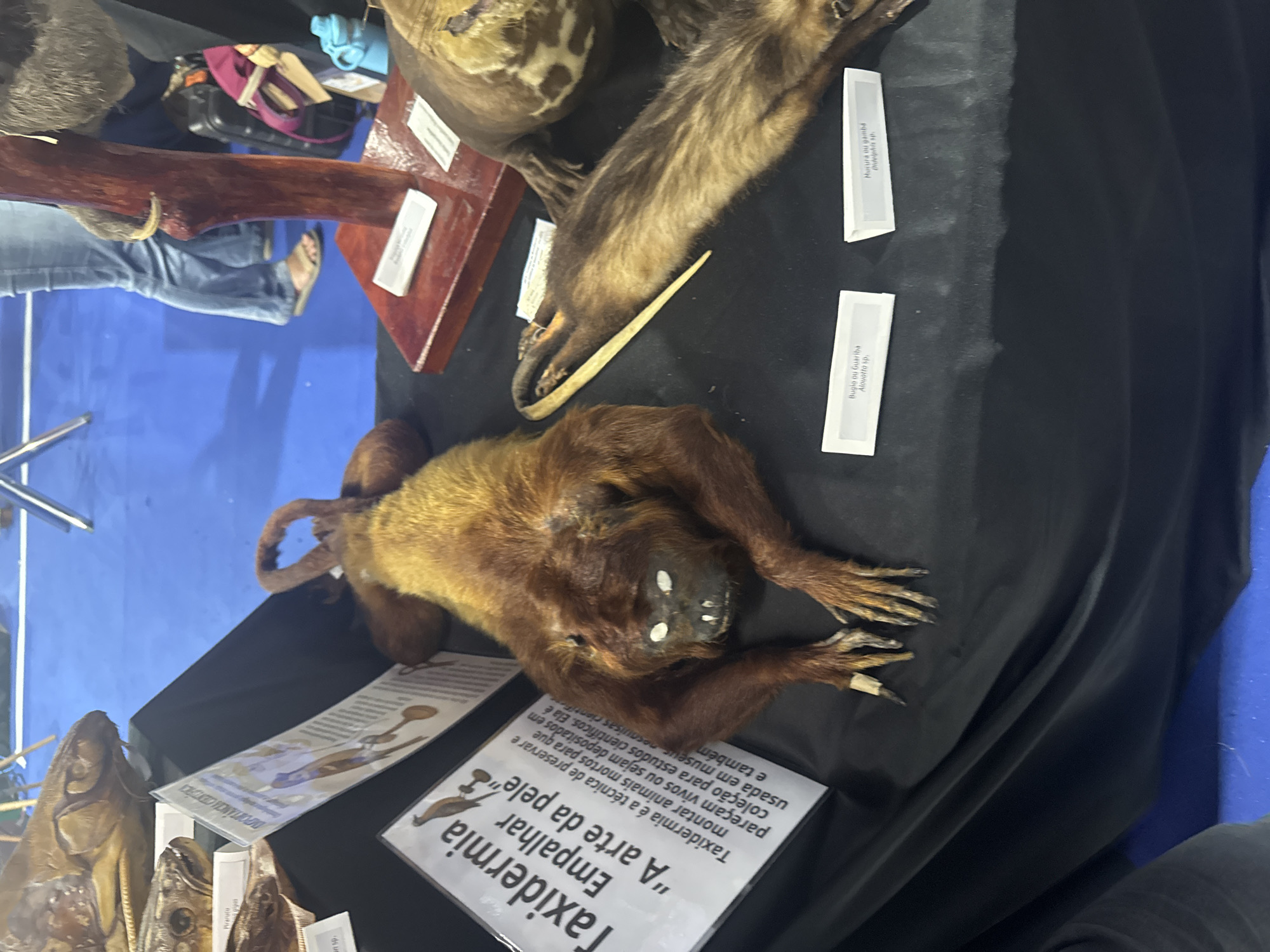 The image shows a display of taxidermied animals. In the foreground, a taxidermied monkey is lying on a black cloth surface. To the left of the monkey is a sign that reads "Taxidermia Empalhar 'A arte da pele'". To the right of the monkey, a long, furry animal lies on its back with its tail curled. In the background, a person wearing blue jeans and sandals stands behind a wooden display. The floor is a vibrant blue. The scene appears to be an indoor exhibition, potentially at a museum or educational event, though the specific location in Niterói, Brazil, is not identifiable from the visual information alone.