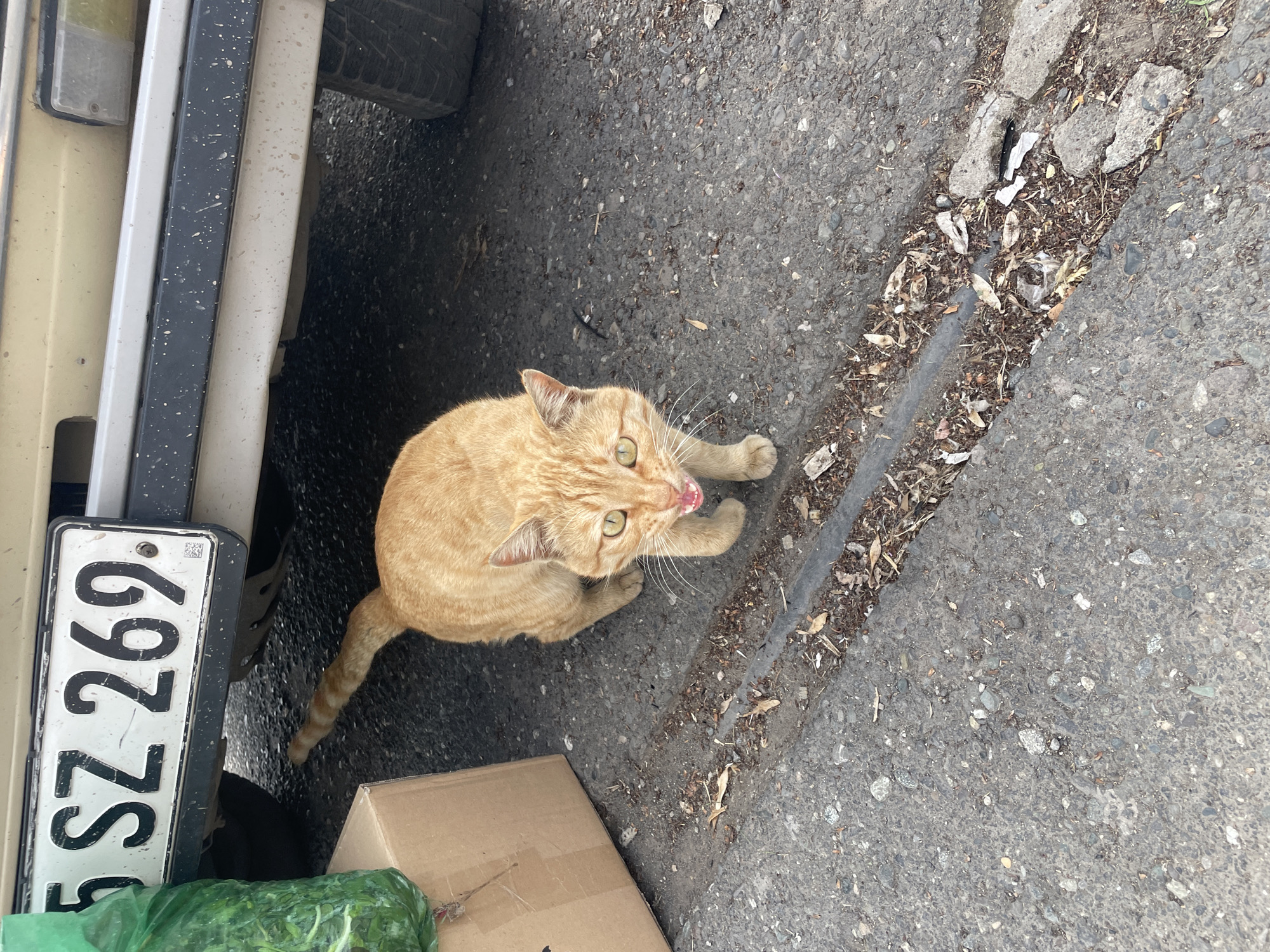 A ginger cat is sitting on the asphalt next to a car in Yerevan, Armenia. The car's license plate reads "SZ 269." A cardboard box and a green plastic bag filled with produce are near the car. The asphalt surface is rough and partially edged by a gutter filled with debris. The cat is looking upward toward the viewer, with its tongue slightly visible. The scene is outdoors and appears to be during the day.