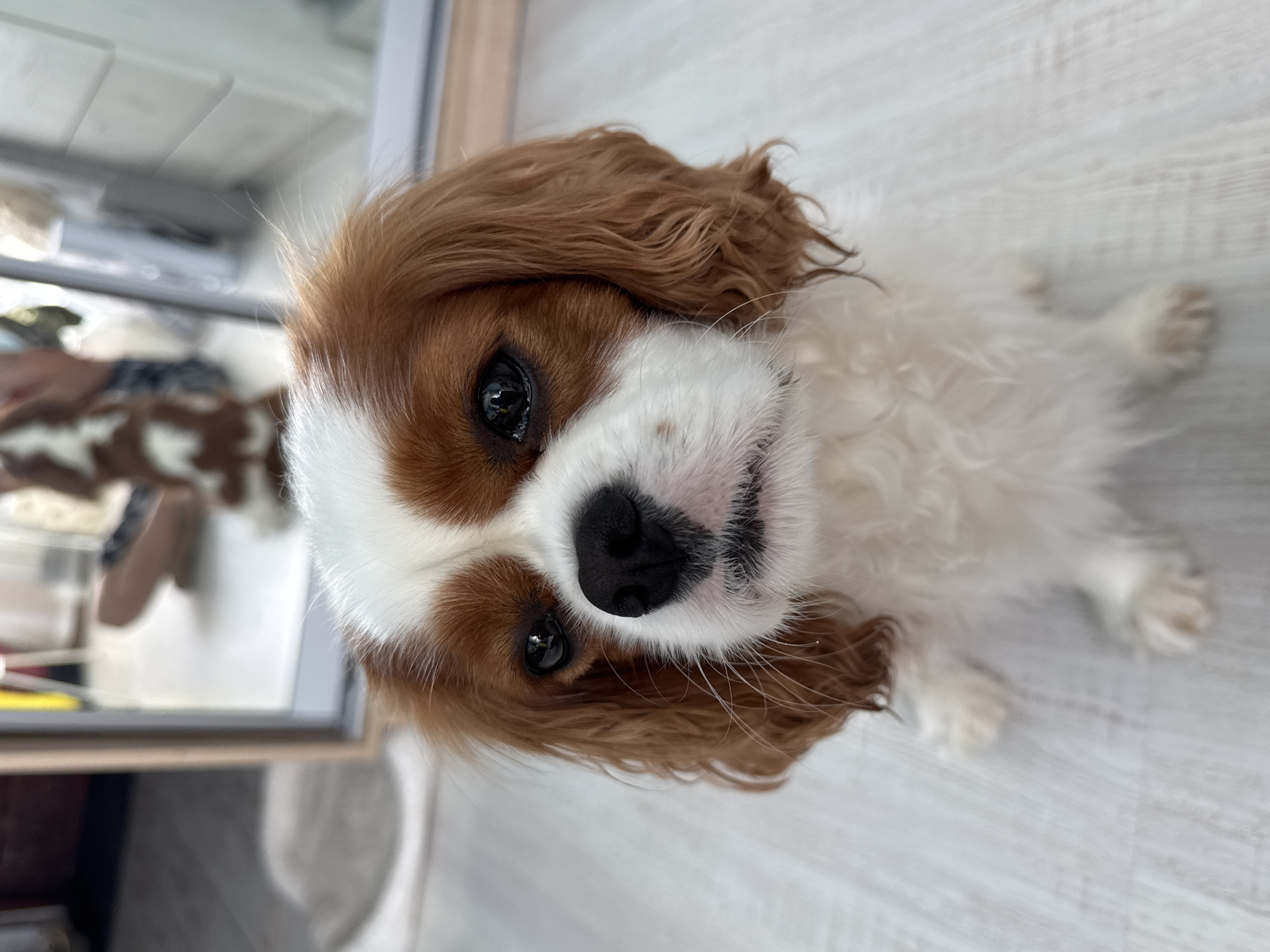 A medium shot captures a Cavalier King Charles Spaniel from a slightly elevated angle. The dog is the primary subject, positioned in the center of the frame, looking directly at the camera. Its fur is predominantly white with distinct chestnut markings on its head and ears. The dog's expression is gentle, with dark, soulful eyes and a wet, black nose. The background is softly blurred, suggesting an indoor environment. A mirror is visible on the left, reflecting a person sitting on the floor, partially obscured. The floor appears to be light-colored wood or laminate. The lighting is bright and even, creating a warm atmosphere.