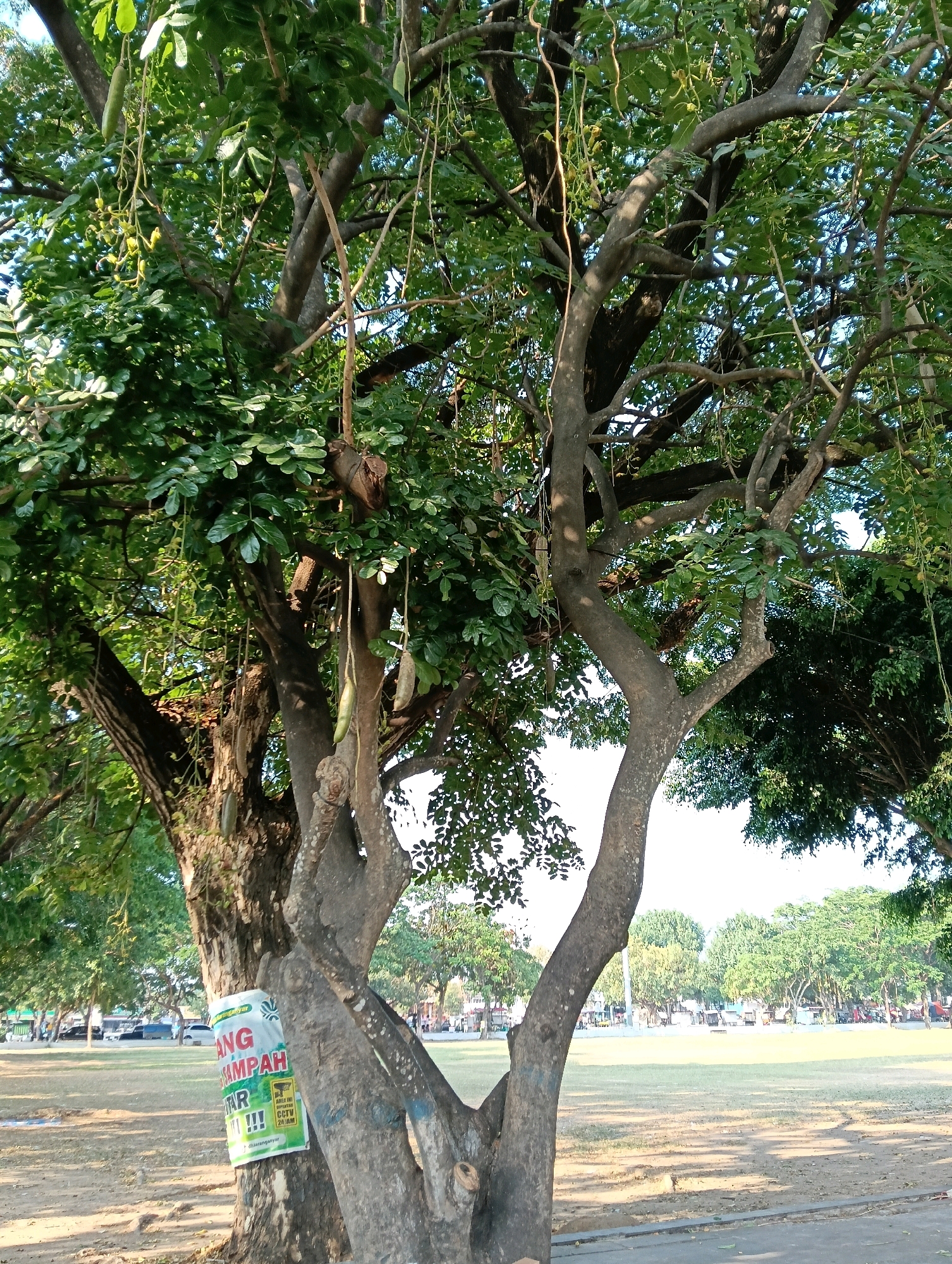 The image depicts a large tree with long, hanging seed pods in Karanganyar, Indonesia. A sign attached to the tree trunk reads "BUANG SAMPAH SEMBARANGAN DI LARANG KERAS" (No littering whatsoever), and also mentions "AREA INI DIPANTAU CCTV 24 JAM" (This area is monitored by CCTV 24 hours). The tree is situated in a park-like setting with a grassy field, paved walkway, and other trees in the background. Several cars and motorcycles are visible in the distance, suggesting it is a public area. The lighting indicates it is daytime.