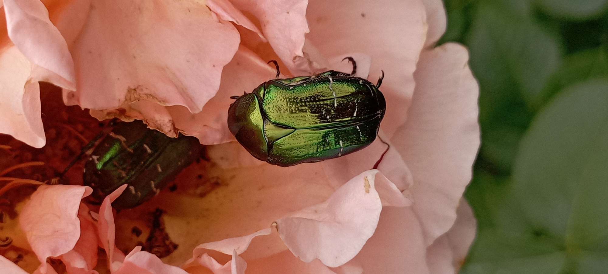 The image shows a close-up of a metallic green beetle on a pale pink rose petal. Another dark green beetle is partially visible in the background, nestled amongst the rose petals and dark floral structures. The lighting highlights the iridescent sheen of the beetle's exoskeleton. The surrounding environment appears to be a garden or natural setting, with soft focus on the background elements suggesting a shallow depth of field. The location is specified as Radisne, Ukraine.