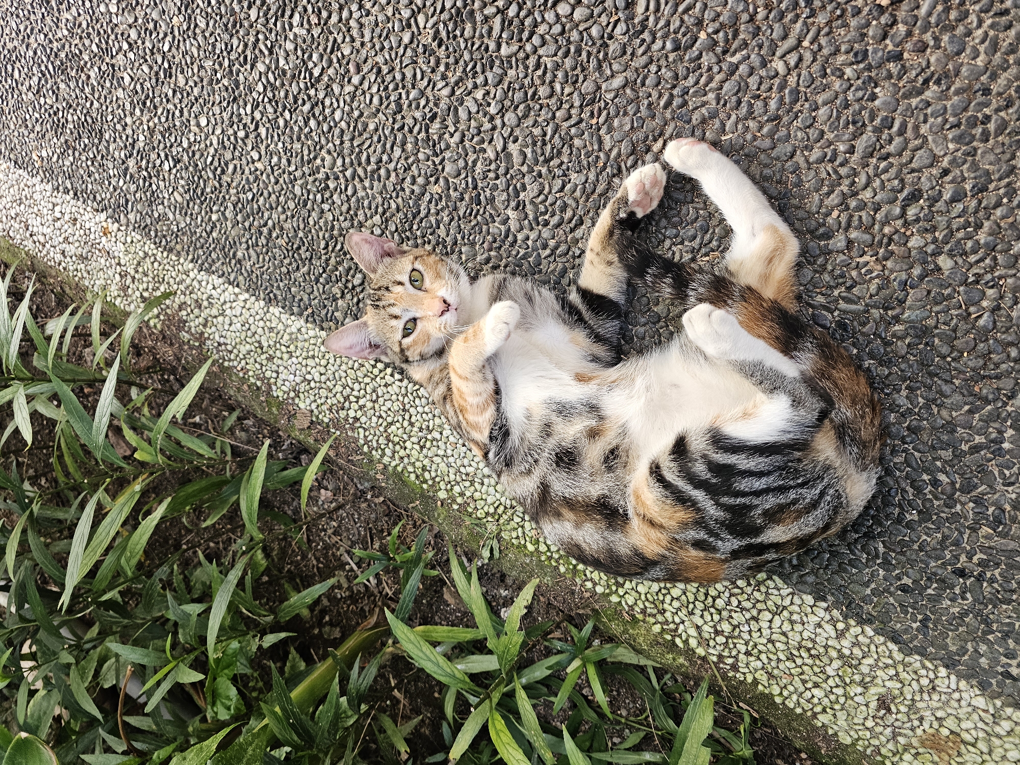 A tortoiseshell cat is lying on its back on a textured, pebble-covered surface, adjacent to a garden bed with green foliage. The cat is positioned diagonally across the frame, with its belly exposed and paws raised. The cat's head is turned towards the viewer, with green eyes visible. The surface appears to be a sidewalk or pathway. The photo was taken in the city of Denpasar, Indonesia.