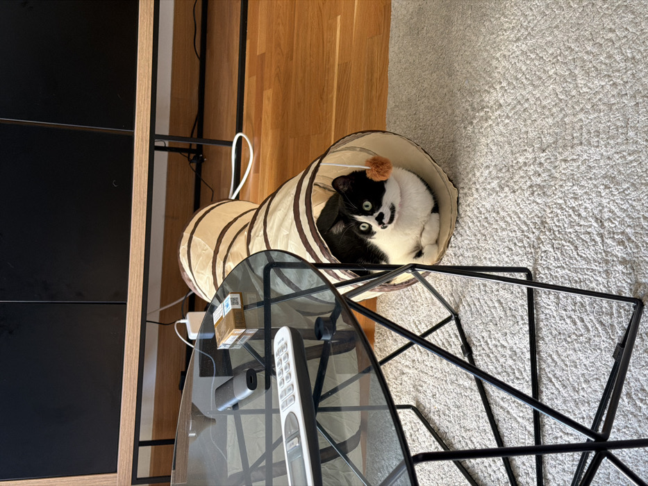 The image displays an interior residential scene in Belgrade, Serbia. A black and white tuxedo cat, characterized by its white chest, belly, paws, and a distinct white marking on its nose/muzzle, is resting inside a beige and brown striped collapsible cat play tunnel. The cat's front paws are tucked in, and it gazes forward and slightly to the left, with wide, focused eyes. A small orange-brown pom-pom toy hangs near its head within the tunnel's opening.
In the left foreground, a modern glass-top coffee table with a black geometric metal base is partially visible. Situated on the table are a white remote control, a dark gray electronic device (possibly a vape), and a light brown/gold pack of cigarettes featuring a QR code.
The floor in the immediate foreground and beneath the table is covered by a light-colored, textured rug. Beyond the rug and extending further into the background, a light-toned hardwood floor is visible. Along the back wall, a low-profile piece of furniture, resembling a media console, with black cabinet doors and a light wood frame, is present. White and black electrical cables, along with a white power adapter, are visible on the hardwood floor behind this furniture.