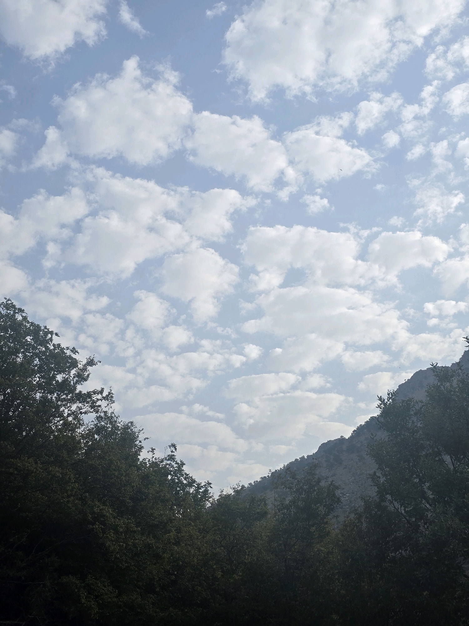 The image depicts a wide-angle view of a mountainous landscape under a sky filled with scattered cumulus clouds. In the foreground, dense, dark green foliage from trees occupies the lower left and right portions of the frame, obscuring the ground and suggesting a forested area. A rocky mountain slope rises in the background, sparsely dotted with vegetation, with its peak disappearing into the upper right corner. The sky is a pale blue, with a significant portion covered by fluffy white clouds, creating a textured and dynamic aerial perspective. There is a tiny black speck in the sky, possibly a bird. No people or man-made structures are visible. The scene suggests an outdoor, natural environment.