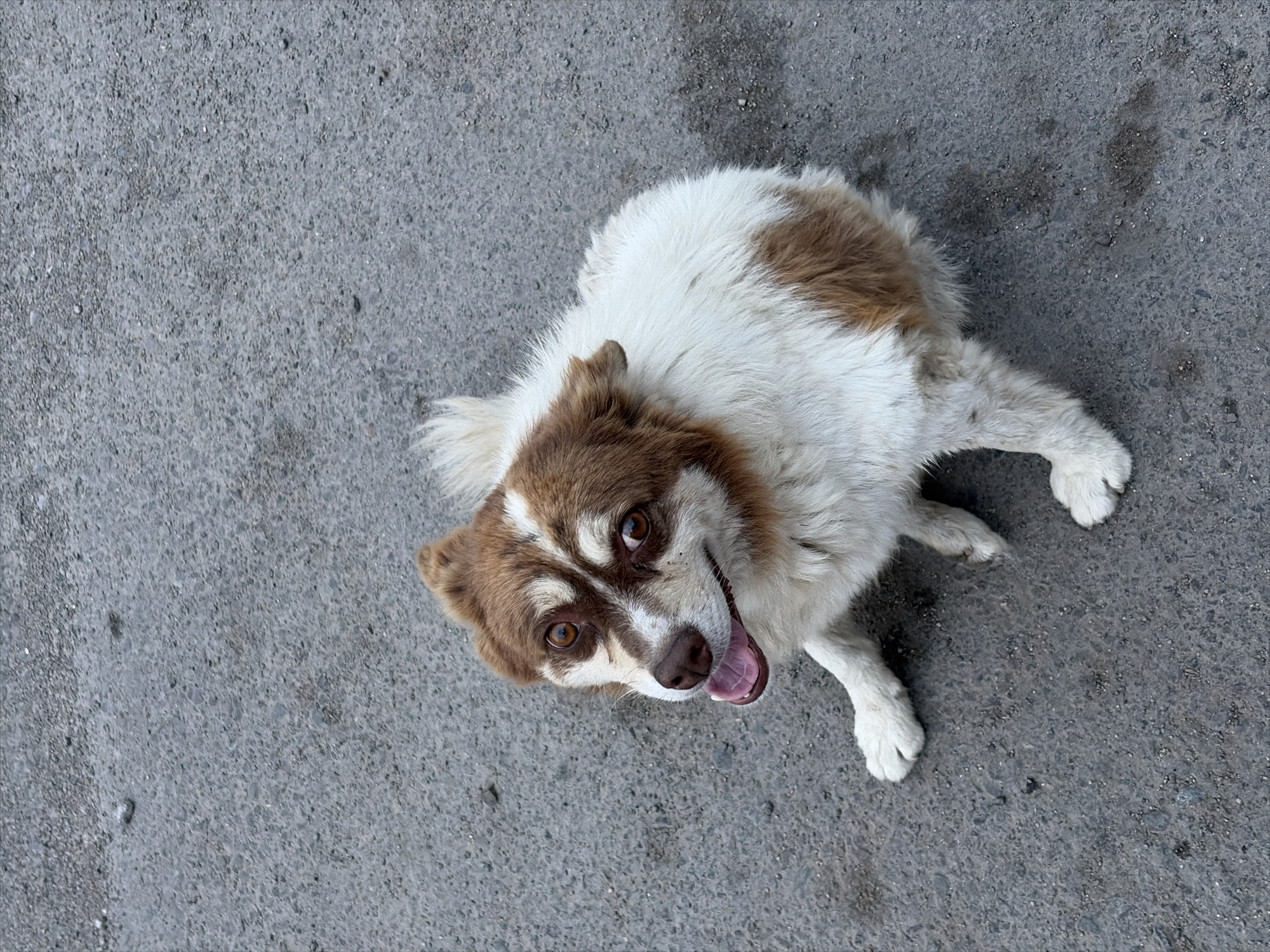 A high-angle, eye-level shot shows a medium-sized dog lying on a gray asphalt surface. The dog is predominantly white with patches of brown fur on its head and back. Its eyes are a warm brown, and its mouth is open, with its pink tongue visible. The dog appears to be looking directly at the camera with an alert and possibly happy expression. Its ears are perked, and its tail is not fully visible but appears to be fluffy. The asphalt is textured with small stones and some darker, wet-looking patches. The lighting suggests it is daytime, and the absence of shadows indicates overcast or diffused light. The setting appears to be an outdoor urban or rural environment given the asphalt. There is no visible text in the image.