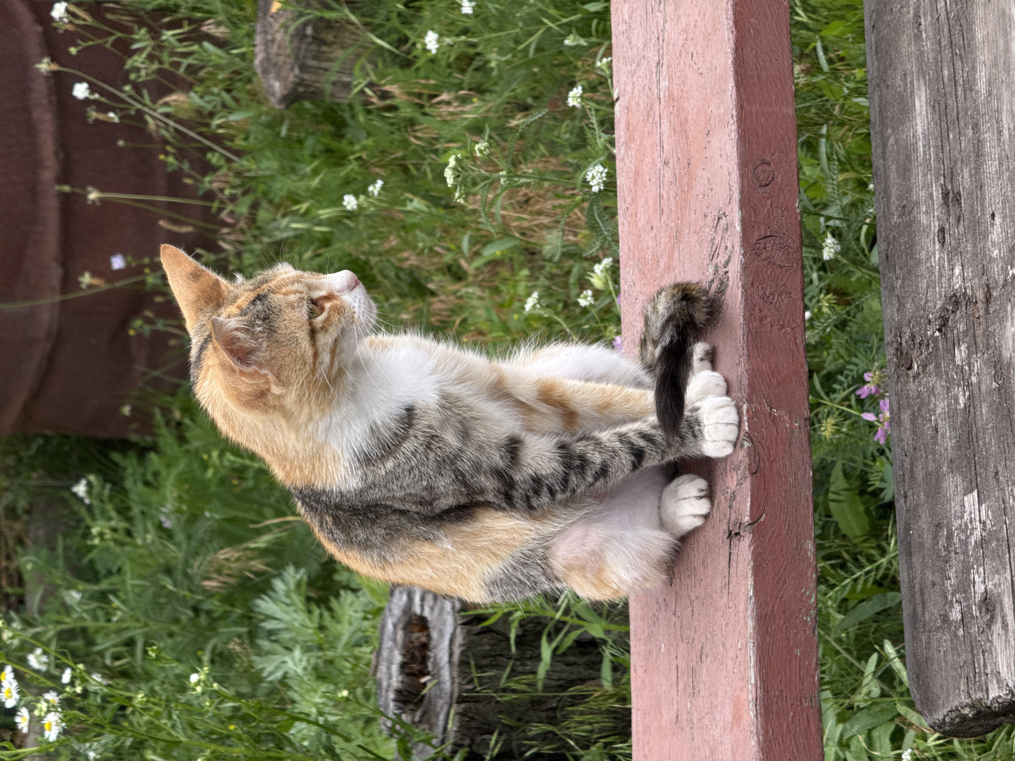 A calico cat with orange, white, and gray markings sits on a weathered, reddish-brown wooden bench. The cat is positioned on the left side of the bench, facing to the right and looking downwards. Its tail is curled around its paws, which are white. The background consists of lush green vegetation with scattered white wildflowers. To the left of the cat, a rough-hewn wooden stump is visible. In the distance, a large, dark, cylindrical object, possibly a barrel, is partially obscured by foliage. The scene appears to be outdoors, possibly in a yard or garden in Seleznivka, Ukraine, given the provided location context.