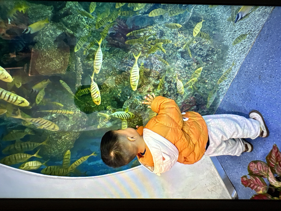A young child, viewed from behind, stands before a large glass aquarium. The child is wearing an orange puffer jacket with a white hood featuring small ear-like protrusions, light grey sweatpants, and white sneakers with brown soles. Both hands are pressed flat against the clear glass surface of the aquarium. The child's head is turned to the right, facing the interior of the tank.
Inside the aquarium, numerous fish with yellow bodies and distinct black horizontal stripes are visible, swimming among artificial rock formations and coral-like structures rendered in shades of green, brown, and grey. The water within the tank appears clear with a blue tint. The floor in the immediate foreground is a speckled blue. A reddish-green plant is partially visible in the lower-left corner of the image. This scene is located within a public marine exhibit in Tianya District, China.