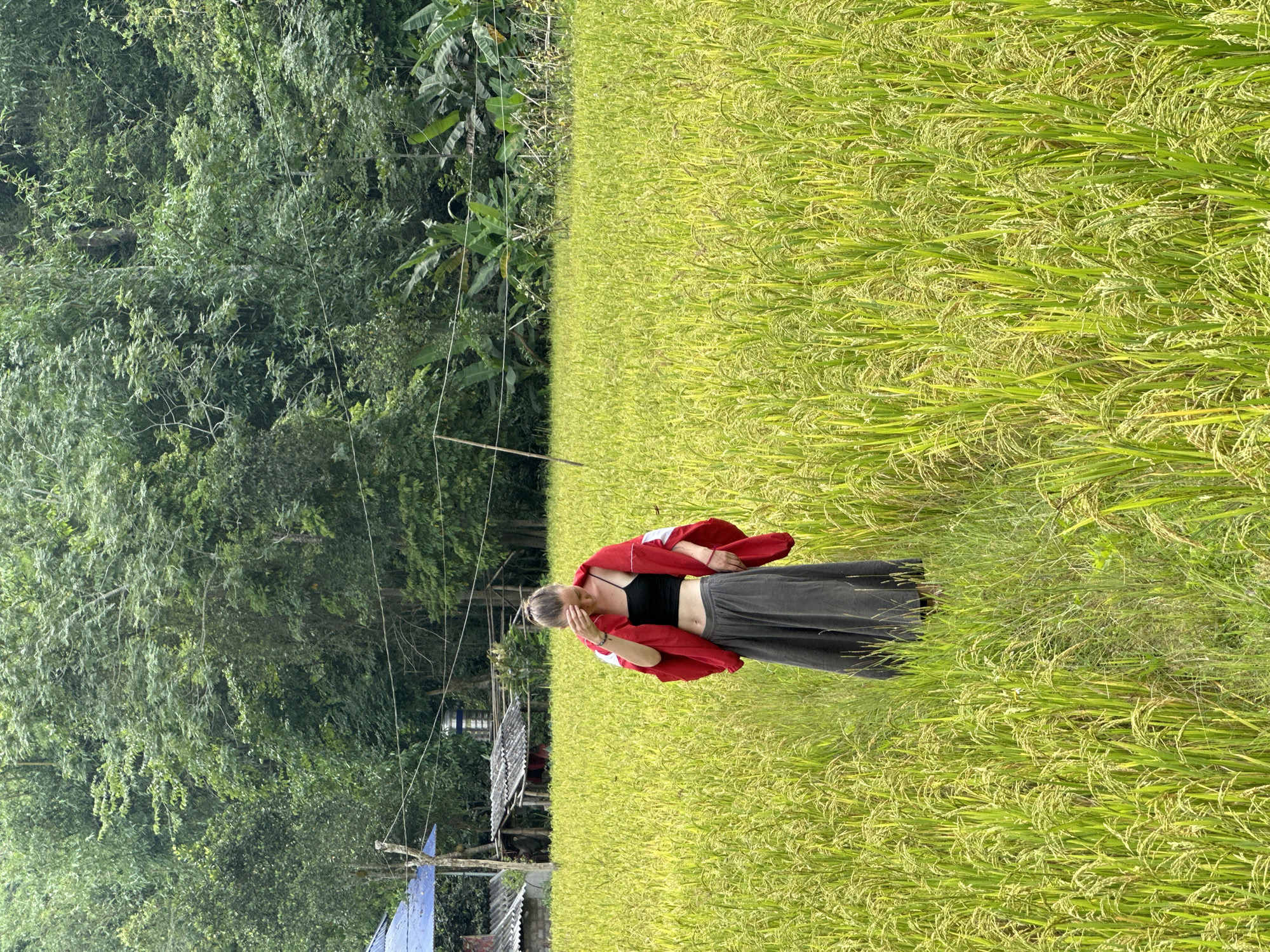 A light-skinned individual, likely female, stands in a vibrant rice paddy field, their fair hair tied up. They are dressed in a black crop top, a long dark grey skirt, and a red and white jacket loosely draped over their shoulders. One hand is raised near their face, perhaps shielding from the sun or in a pensive gesture, with their gaze directed downwards or away from the viewer.
The foreground and much of the right side of the image are filled with lush green rice plants, many of which are heavy with maturing golden grains, indicating a bountiful harvest season. In the background, particularly on the left, a dense wall of tropical trees and foliage, including large-leafed plants resembling banana trees, forms a verdant backdrop. Partially visible within this greenery, towards the mid-left, are parts of small, rustic structures, possibly homes or sheds, with corrugated iron roofs, suggesting a rural settlement. Thin utility wires stretch across portions of the scene, connecting the structures to poles hidden by the foliage.
The scene is bathed in bright, natural daylight, indicating a clear day, likely midday or afternoon. The overall atmosphere is one of serene rural life, consistent with an agricultural setting like Ngọc Đường Commune in Vietnam.