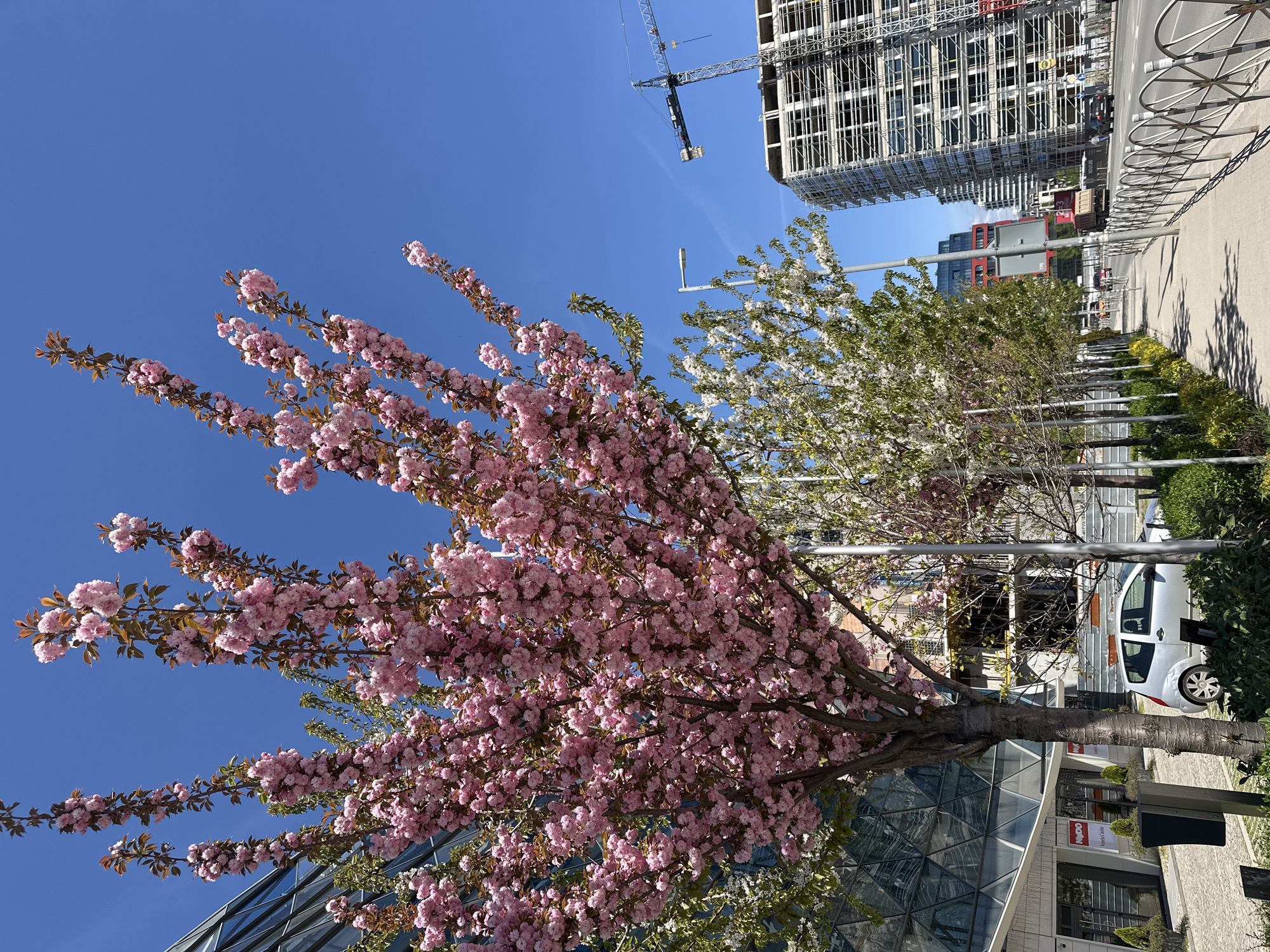 A ground-level, medium-distance shot depicts a cityscape, likely in Sofia, Bulgaria. A blooming pink cherry tree dominates the left foreground, its branches full of blossoms against a clear blue sky. Adjacent to it is a tree with white flowers, also in bloom.
In the background, construction is evident, with a crane visible above a multi-story building under construction. A white vehicle is parked in the midground, near a building with a modern glass facade. A row of trees lines the sidewalk to the right of the frame, and a bike rack is also visible. The overall impression is of an urban environment with contrasting elements of nature and construction.