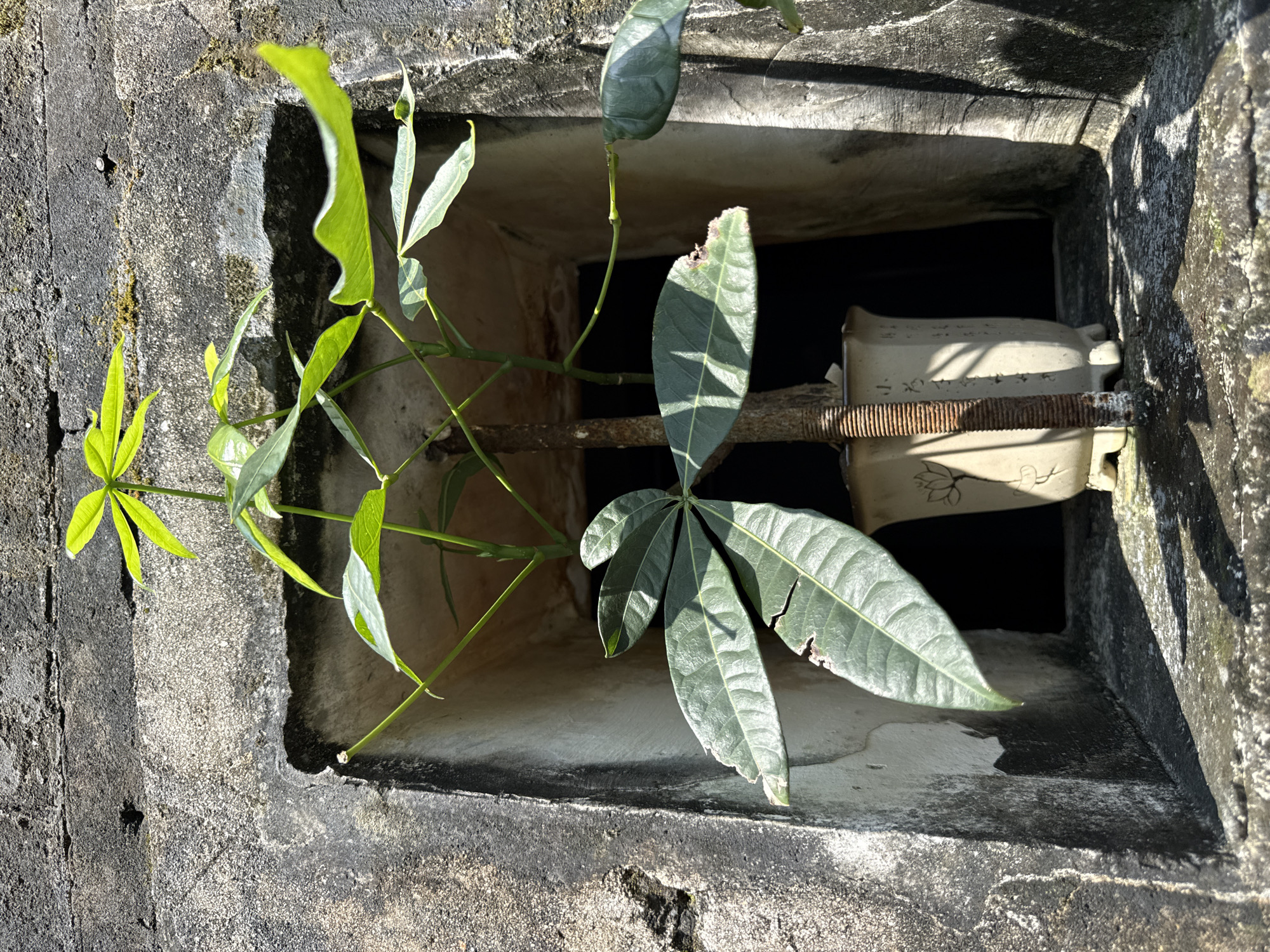 A potted plant with large green leaves and a thin brown stem stands in a rectangular opening in a rough, gray concrete wall. The plant is positioned in the center of the frame, with its leaves extending outwards. The opening in the wall appears to be a niche or window, with the interior of the opening and the background appearing dark. The concrete wall has a textured, weathered surface with some moss and discoloration. Sunlight casts shadows on the concrete surface in front of the opening. The pot is light-colored and has a floral design. The scene is likely outdoors in an urban environment such as Longgang District, China, given the concrete architecture.