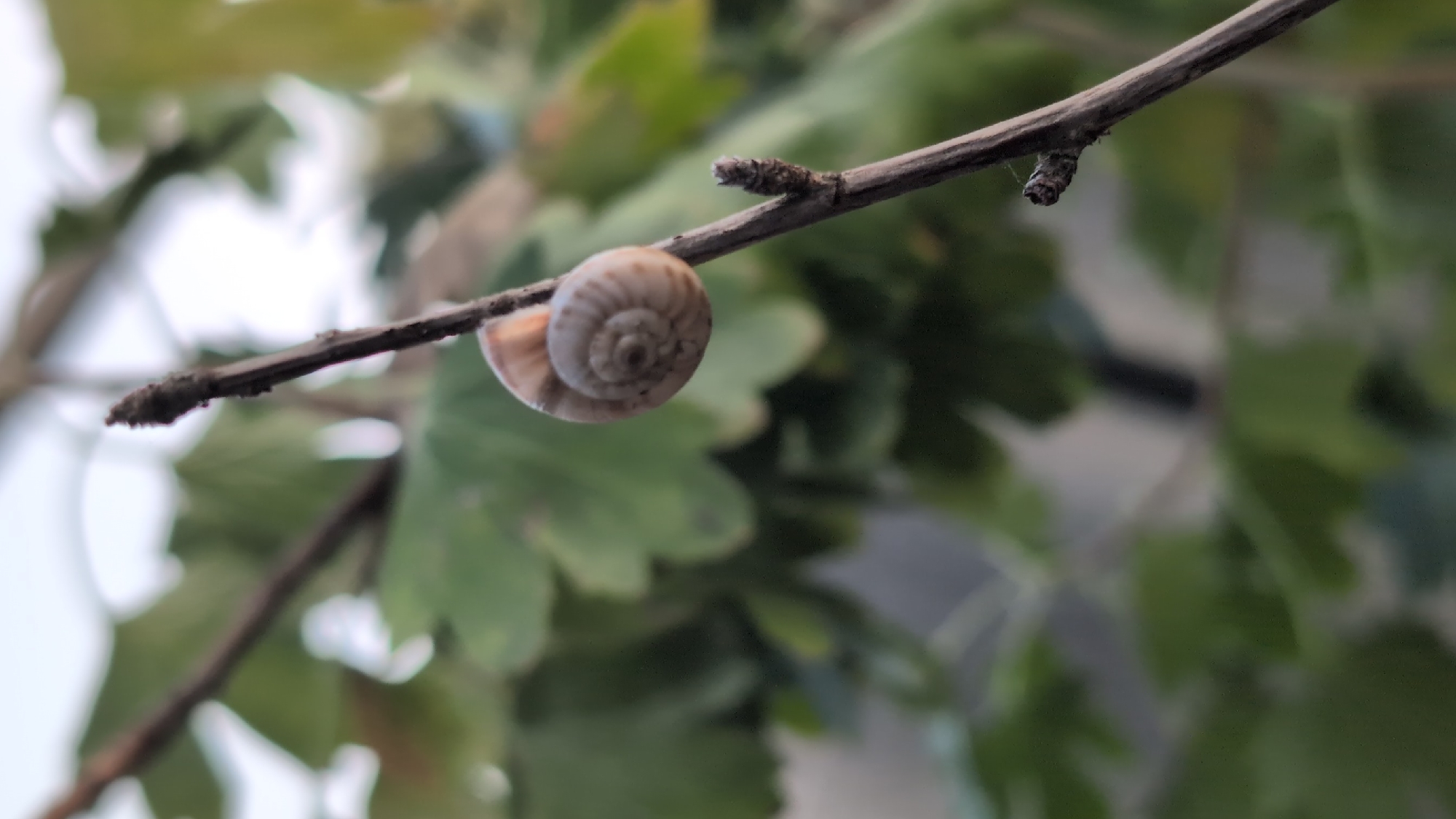 A small, light brown snail with a spiral shell clings to a thin, dark brown twig. The twig is angled diagonally upwards from the bottom right to the upper left of the frame. In the background, out of focus, are green leaves and a pale sky. The image appears to be taken outdoors, possibly in a garden or park setting in Izmail, Ukraine. There are no people or other living creatures visible in the scene. The lighting suggests it might be late afternoon or early morning.