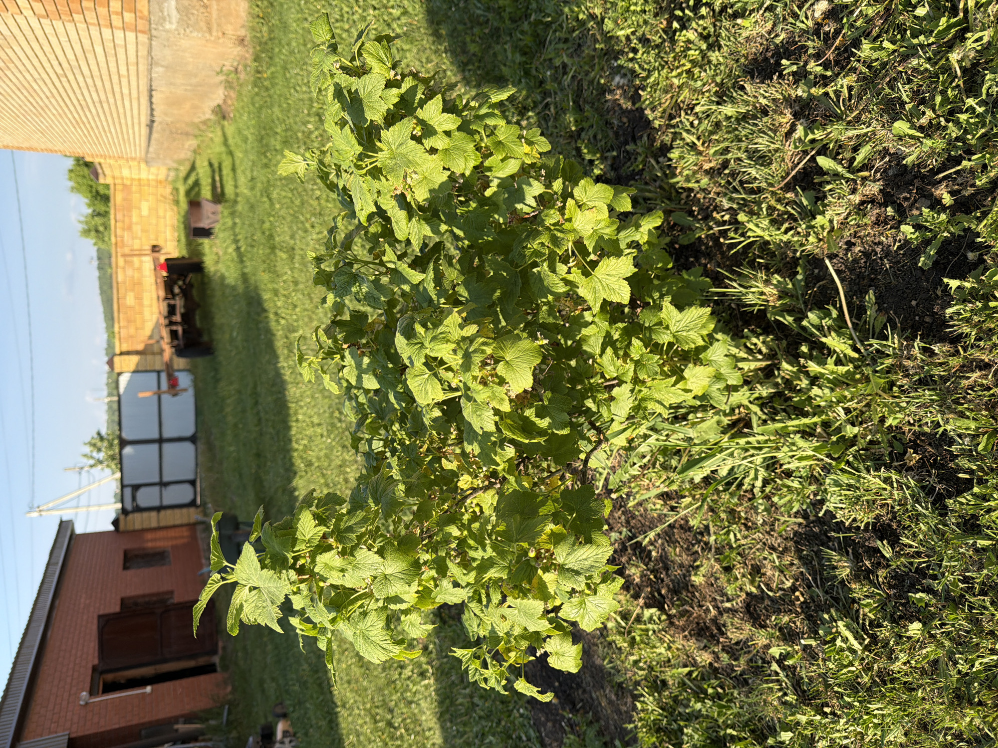 The image shows a green leafy shrub, likely a bush, growing in a garden or yard in Bolsheustyikinskoye, Russia. The bush is surrounded by soil and grass. A brick building and fence are visible in the background. A piece of equipment or machinery sits on the lawn near the building. The sky is light blue. The time of day appears to be late afternoon or early evening, based on the angle of the shadows. No people are visible.