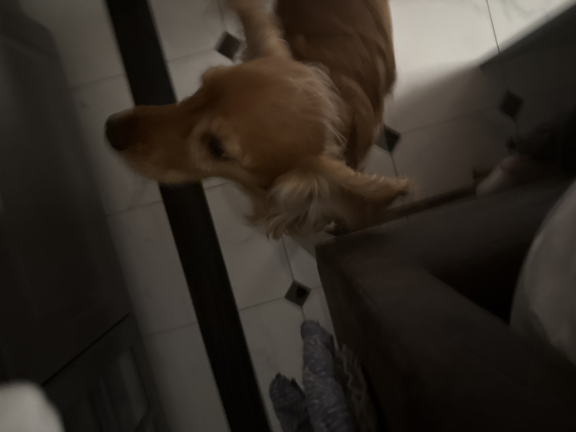 A tan dog is looking upwards. The dog is in focus, with its head tilted up and its mouth slightly open. It appears to be in a domestic setting, possibly a kitchen or bathroom, with tiled flooring. The rest of the image is out of focus, but suggests furniture or appliances in the background.
