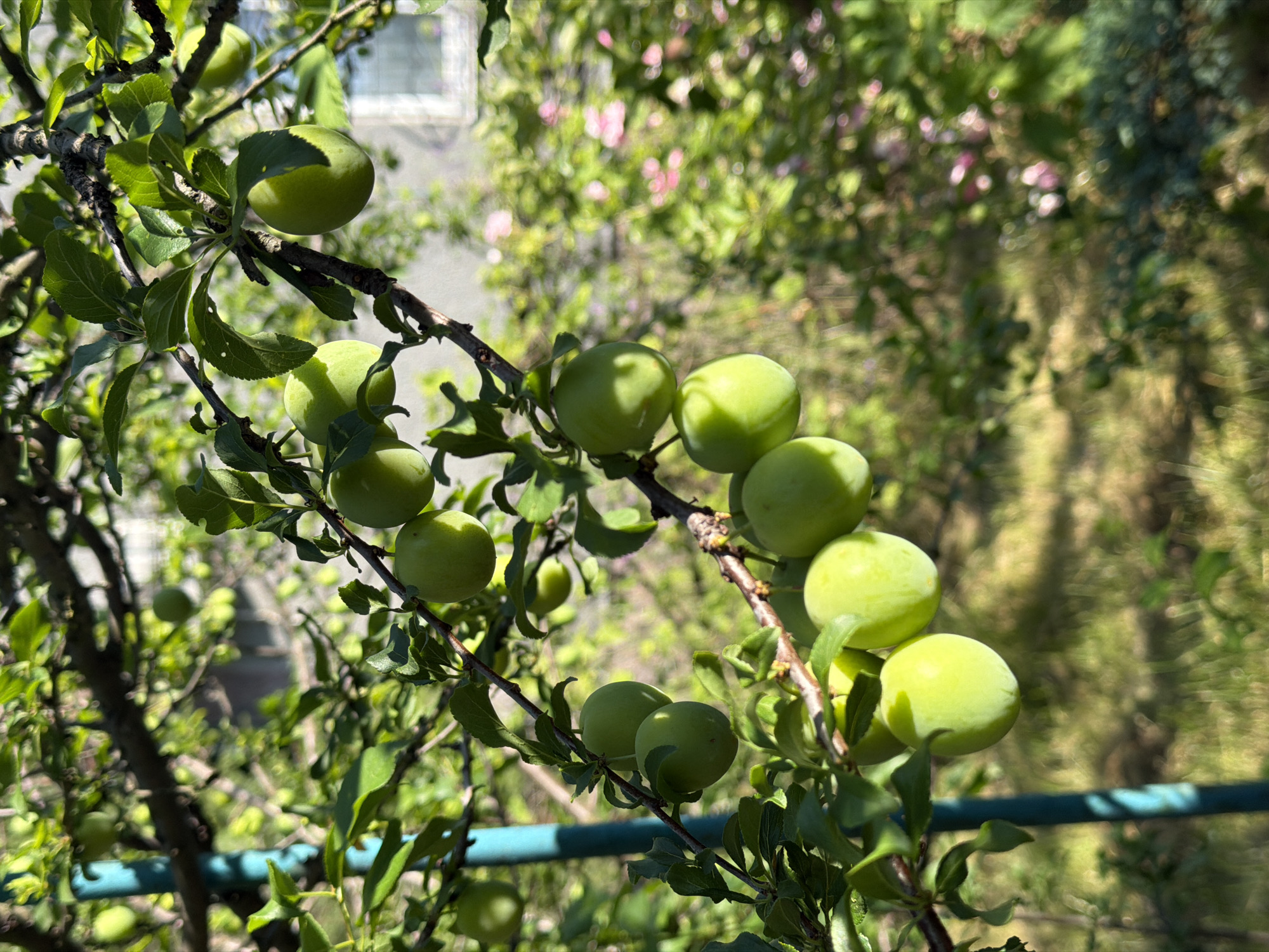 A cluster of unripe green plums hangs from a branch of a plum tree. The plums are round and slightly oval, with a smooth surface. They are a pale green color, with some hints of yellow on the sunlit sides. The tree's branches are dark brown and gnarled, with some leaves still attached. The background is a blur of green foliage and pink flowers, suggesting a garden or orchard setting. The scene is lit by bright sunlight, casting shadows on the plums and leaves. The image appears to have been taken in Obukhivka, Ukraine, based on the provided context.
