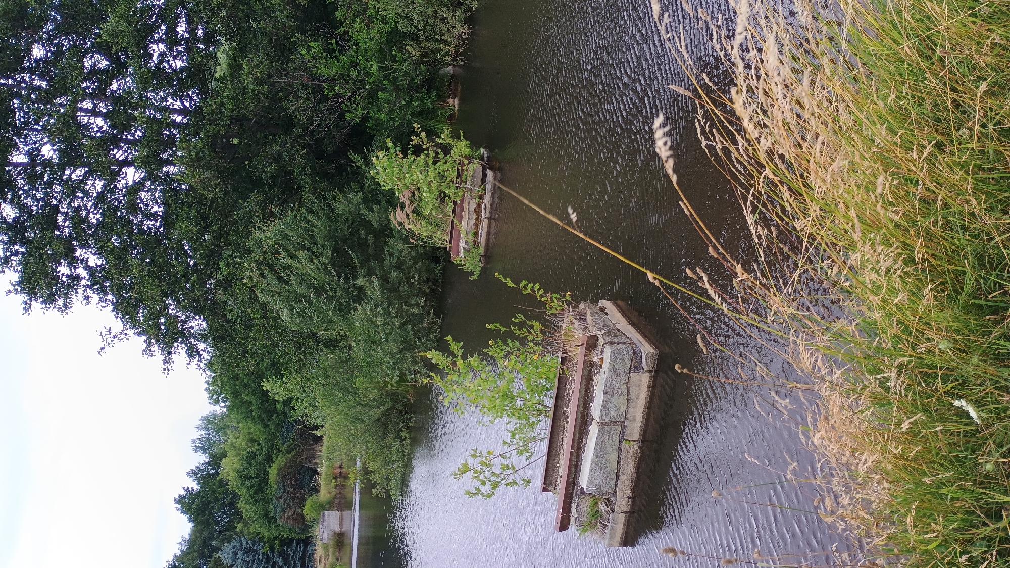 The image depicts a small, dark body of water, likely a pond or a section of a river, surrounded by lush green vegetation. In the foreground, tall, dry grasses sway, adding texture to the scene. Two small, man-made structures rise from the water. These structures appear to be made of concrete blocks and metal beams, and they are overgrown with green plants, suggesting abandonment or a natural reclamation process. The larger structure on the left is rectangular and more substantial, while the one on the right is smaller and appears to be a section of a former bridge support. The background is dominated by dense trees and foliage, with a light, overcast sky visible above. The overall impression is one of a somewhat overgrown and tranquil natural setting, possibly in a park or a less-developed area. The scene is devoid of any people or obvious signs of human activity beyond the submerged structures. The style is that of a landscape photograph, captured from a slightly elevated viewpoint looking down towards the water. The location is identified as Sokolov, Czechia, and the context suggests it could be a remnant of past industrial or infrastructure development within the city or its surroundings, now being reclaimed by nature.